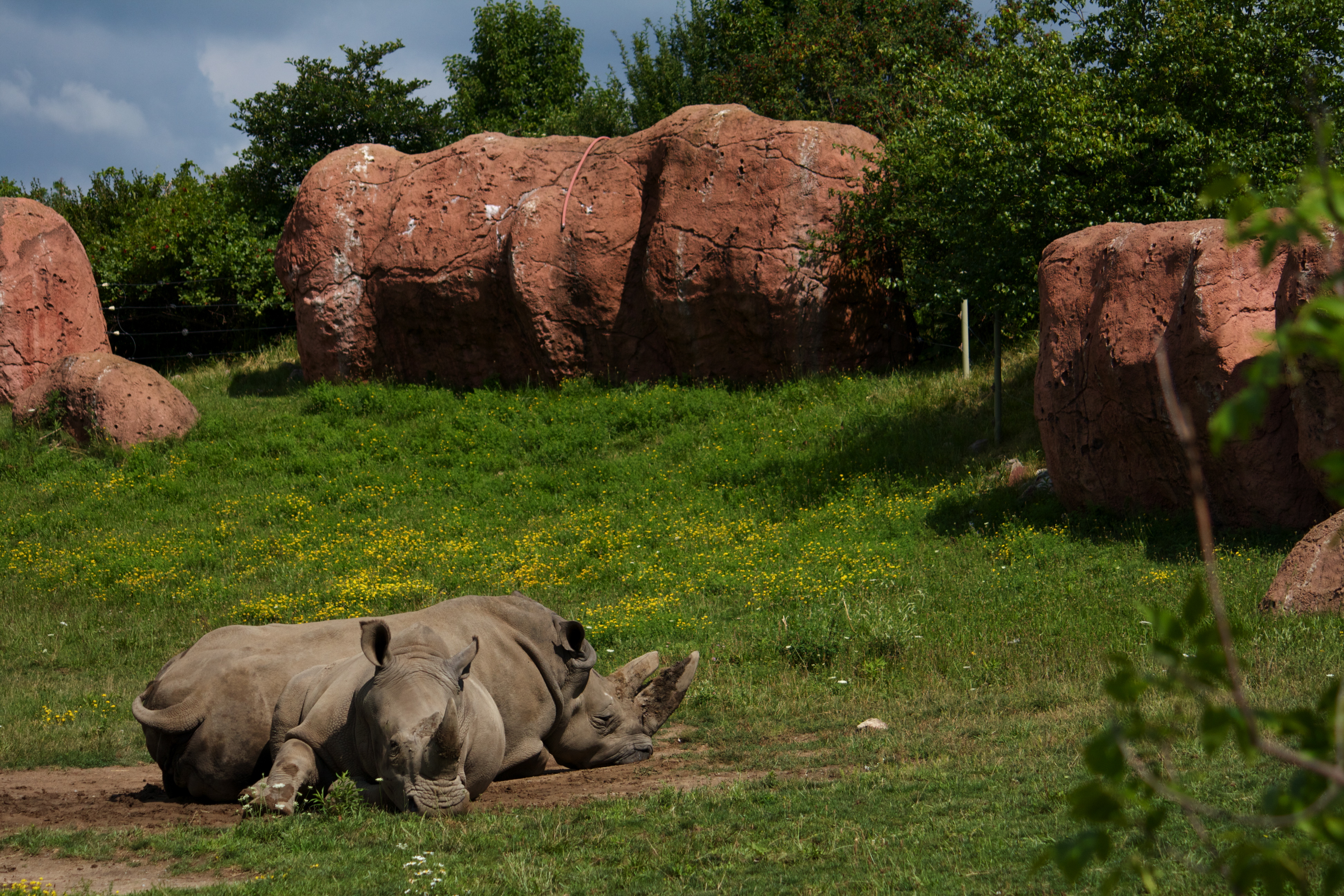 Rhinos photo
