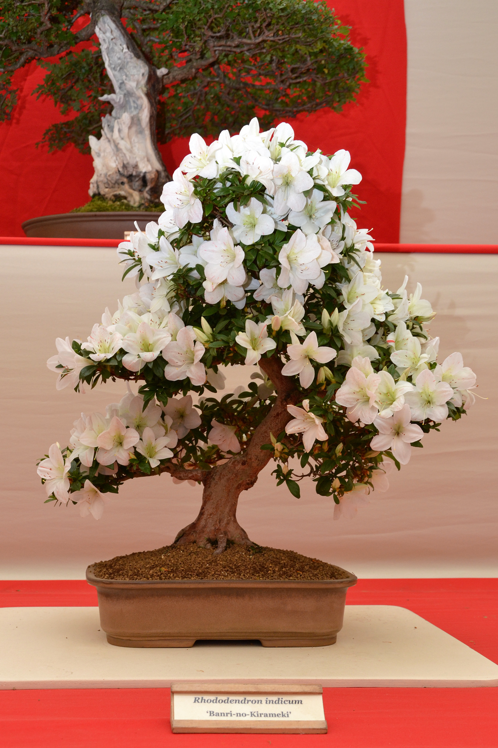 Rhododendron 'banri-no-kirameki' bonsai photo