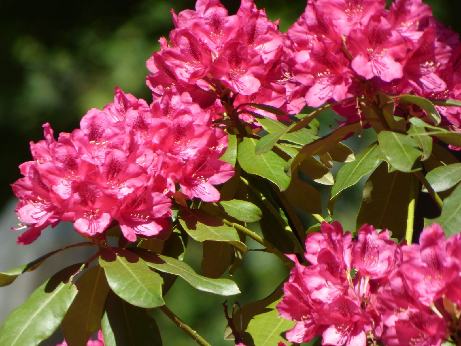 Fertilizing Rhododendron Bushes – Learn How And When To Feed A ...
