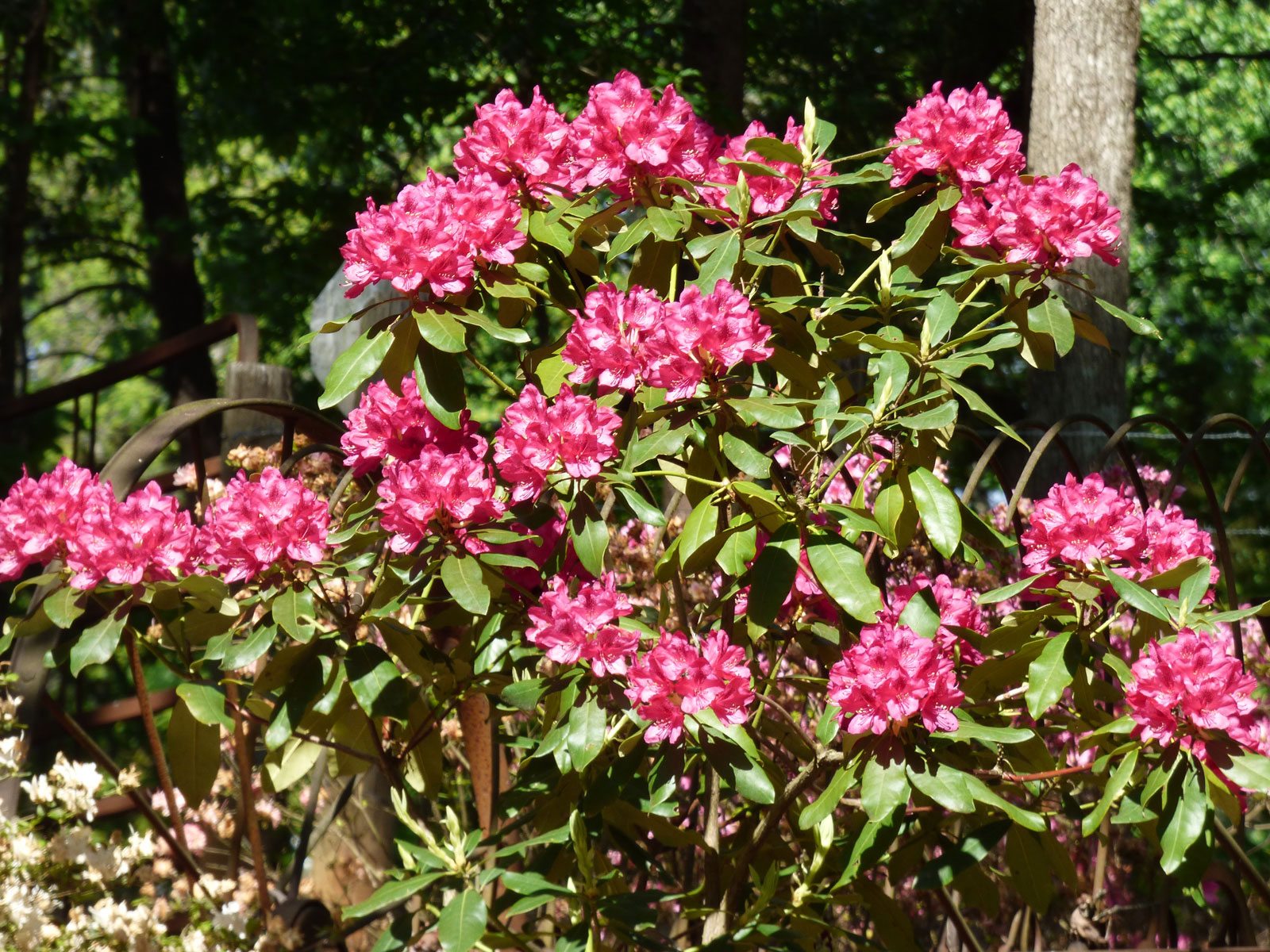 Fertilizing Rhododendron Bushes ? Learn How And When To Feed A ...