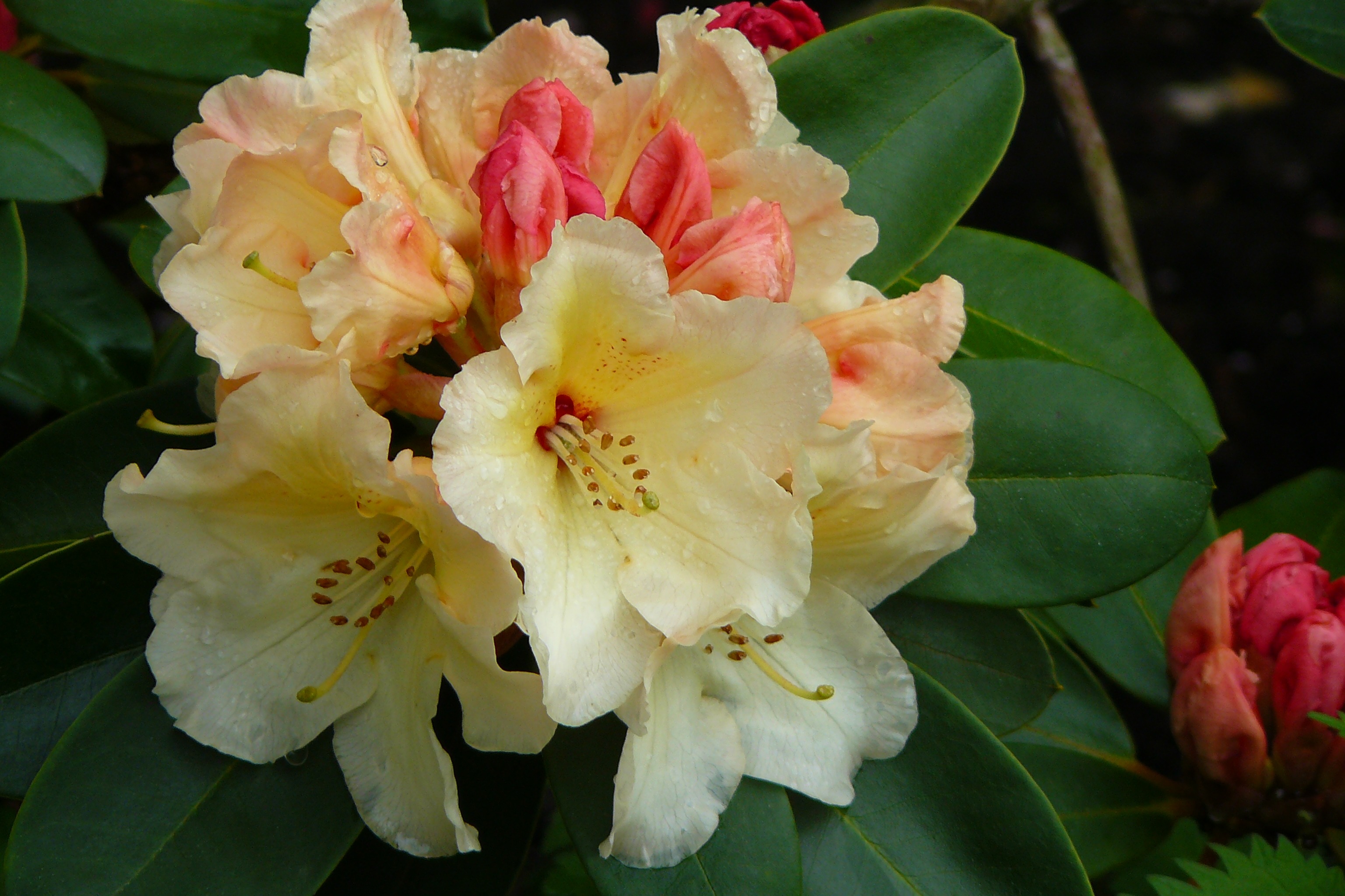Fresh Rhododendron