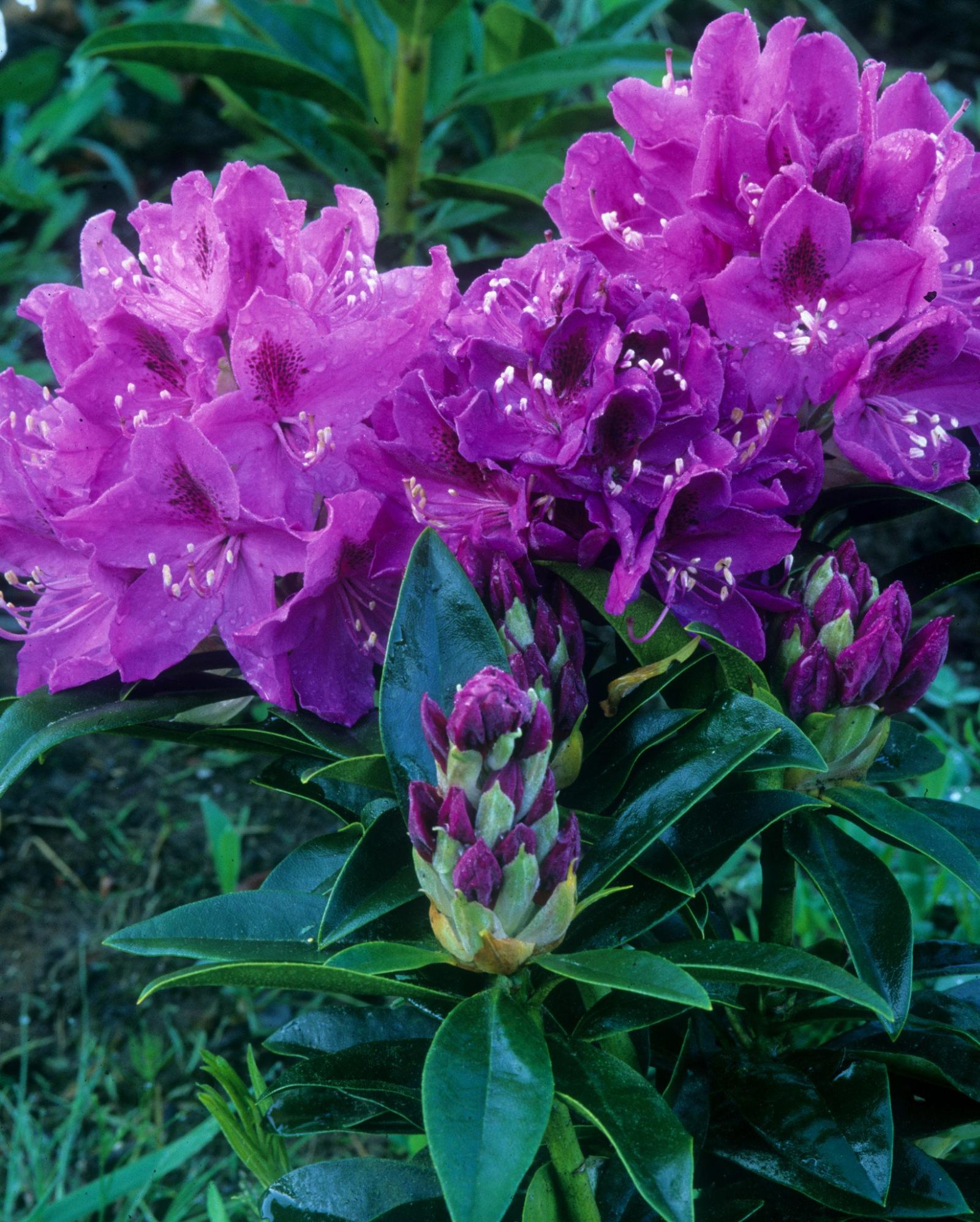 Rhododendrons | Singing Tree Gardens Nursery