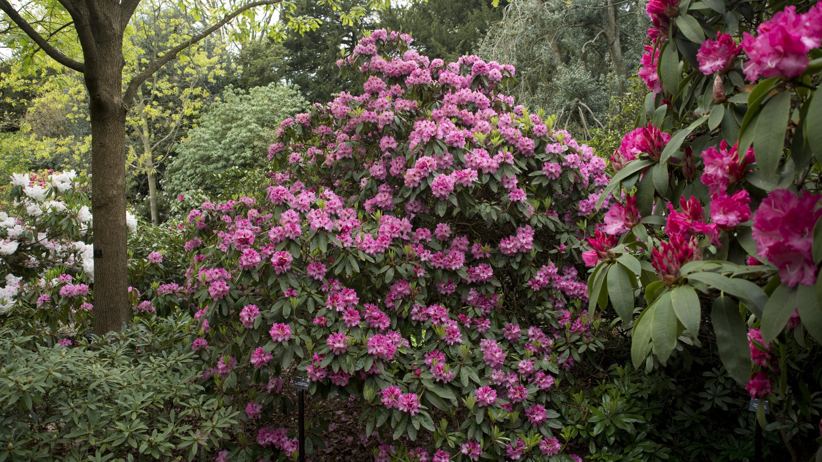 Rhododendron Dell | Kew