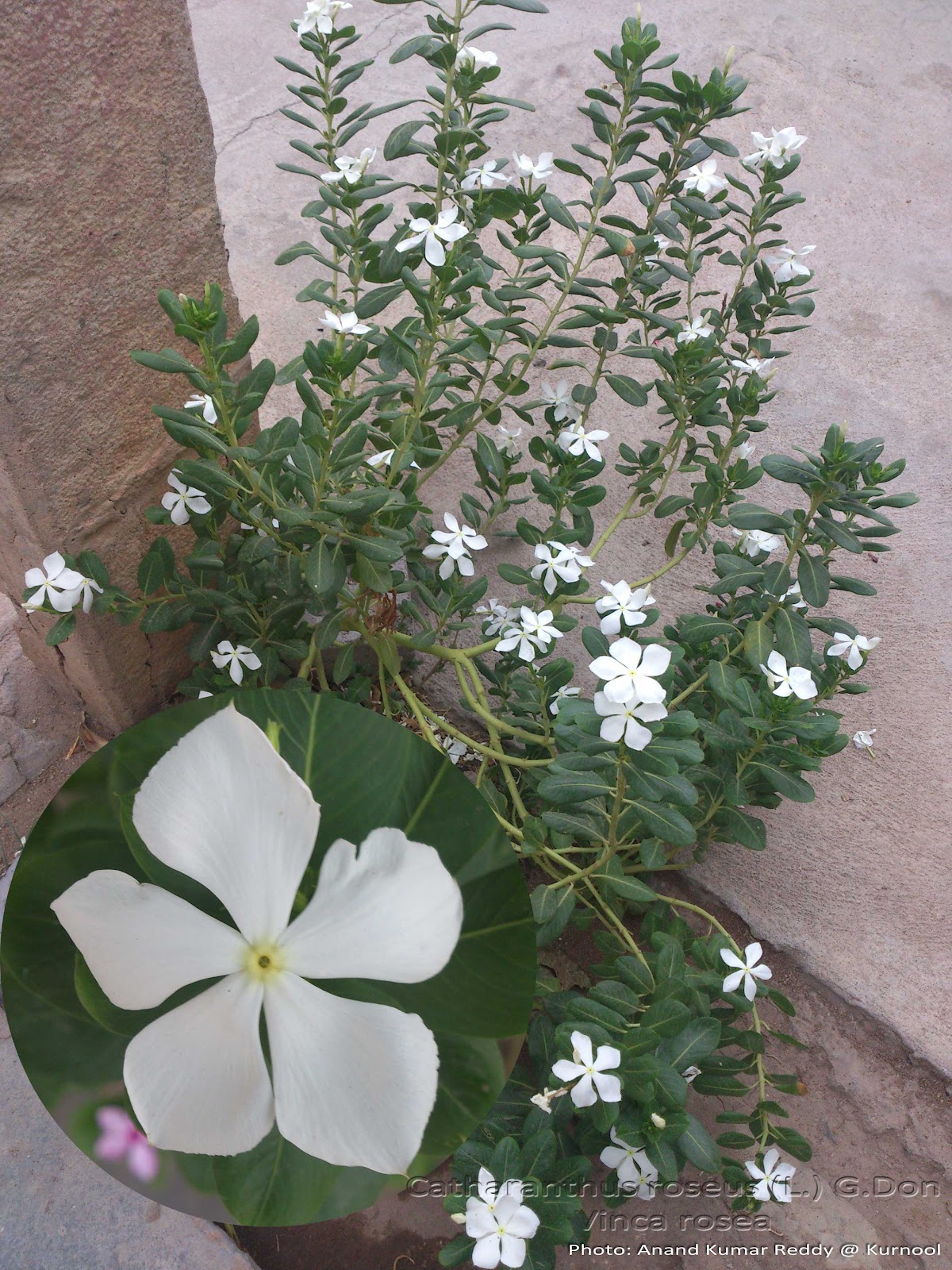 Medicinal Plants: Catharanthus roseus Vinca rosea Sadabahar ...