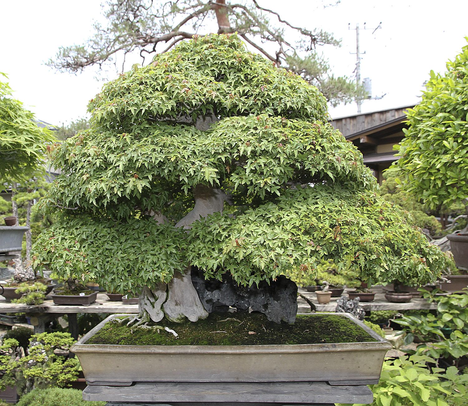 2000 year old juniper making it the oldest bonsai in the world ...