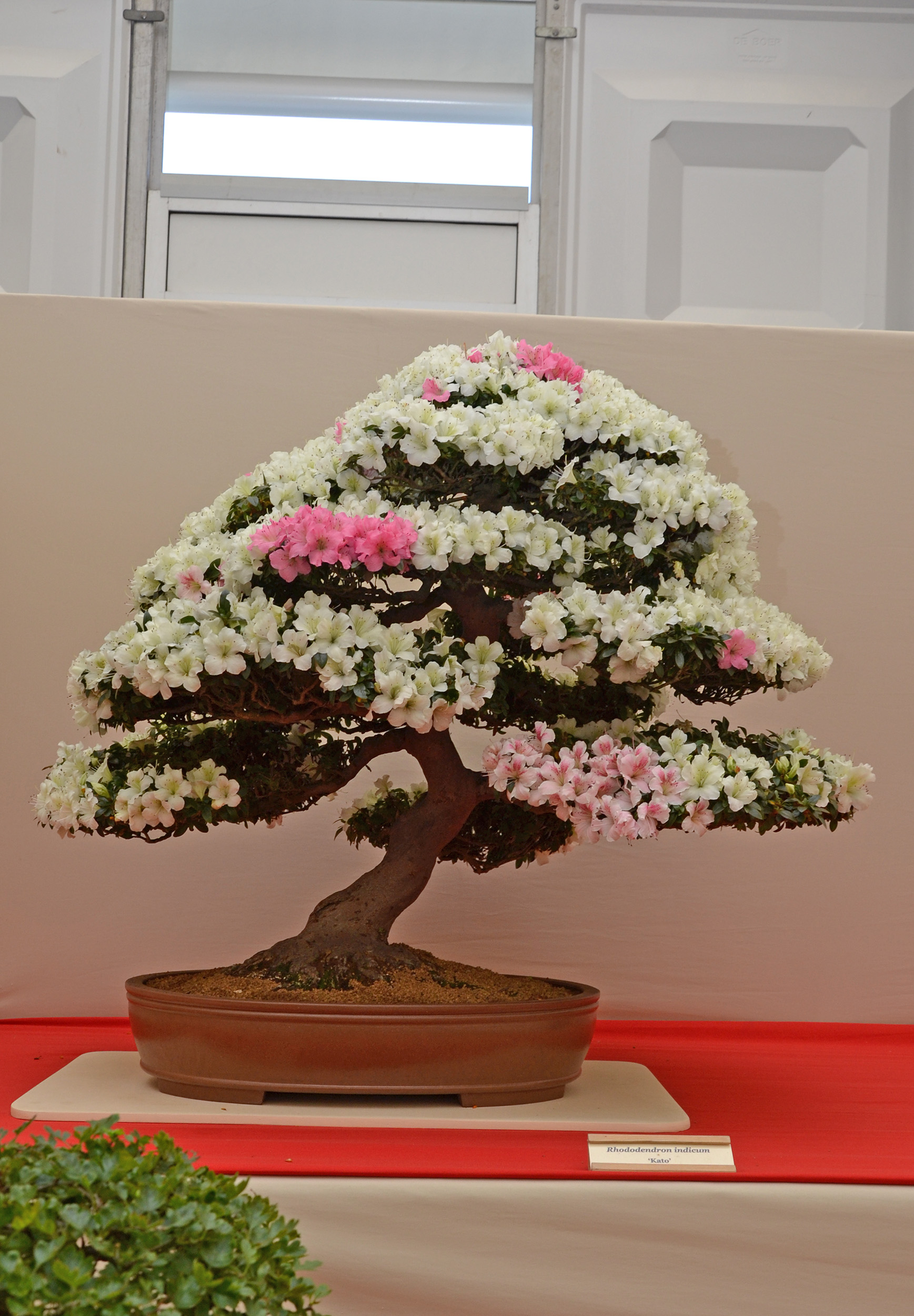 Rhododendron 'Kato' bonsai