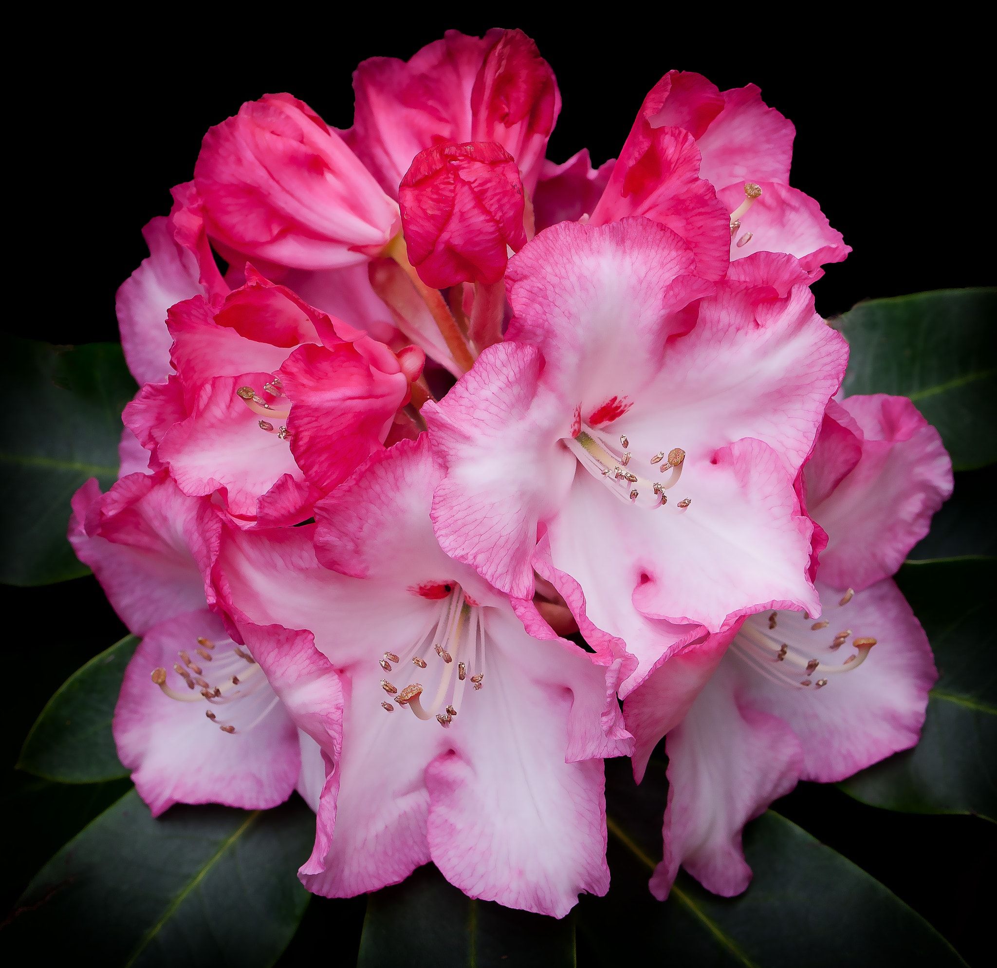 Rhododendron flower - Trying macro lens. | Flower | Pinterest