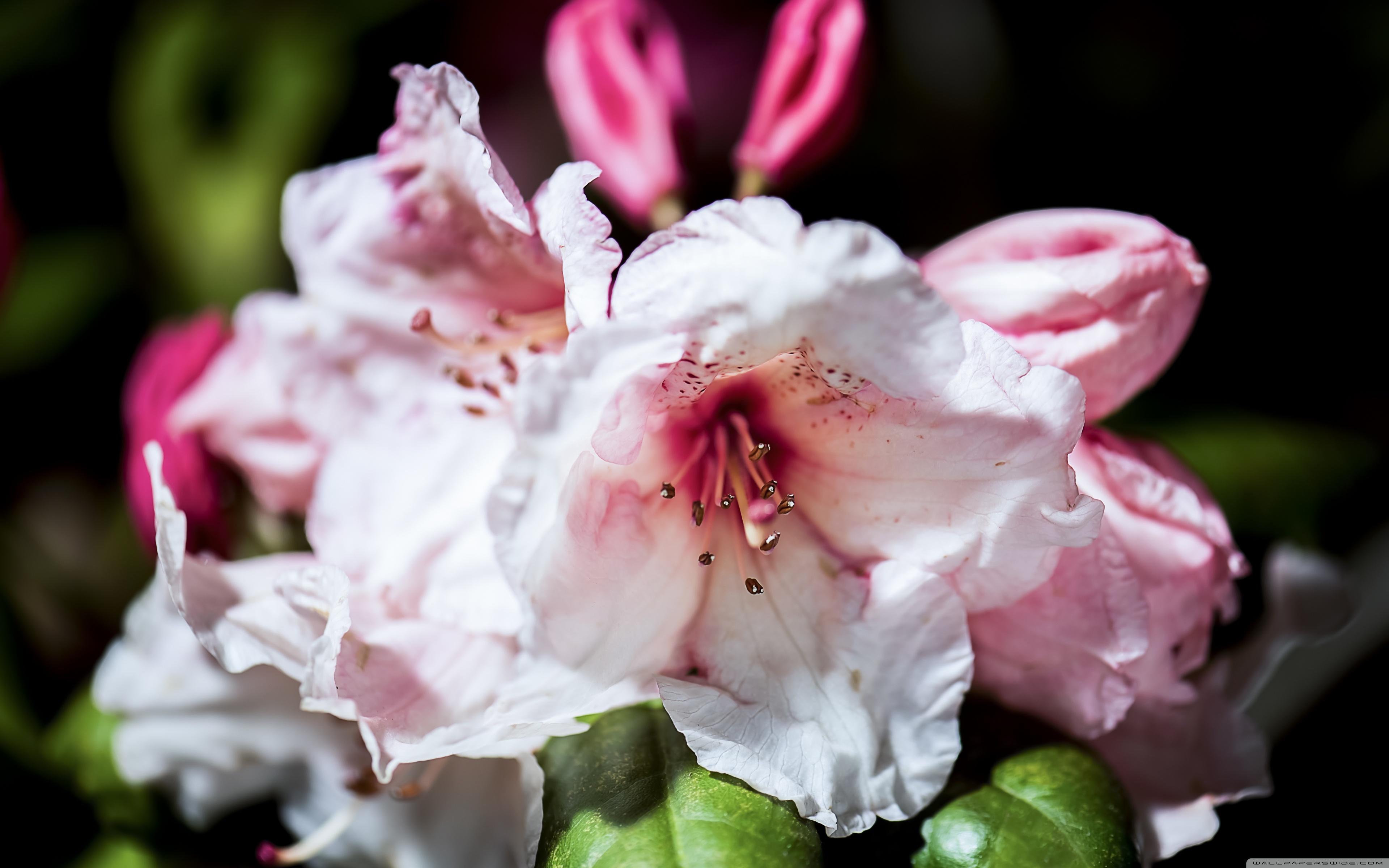Rhododendron Flowers Macro ❤ 4K HD Desktop Wallpaper for 4K Ultra ...