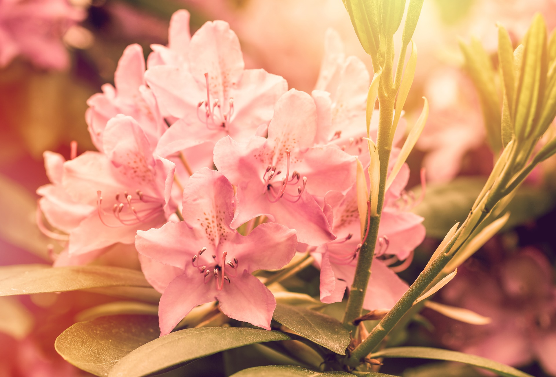 How to plant colorful flowering Azaleas & Rhodos | Espoma
