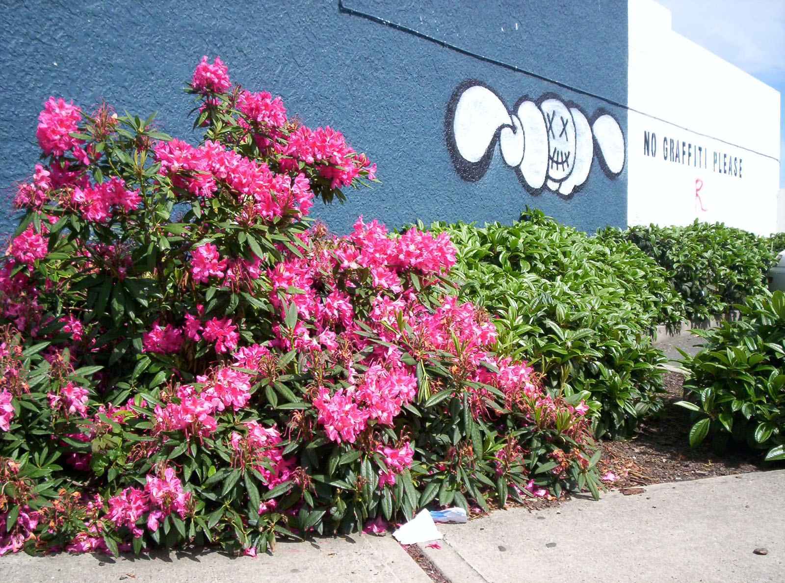Rhododendron verses grafitti, Blue, Pink, University, Typography, HQ Photo