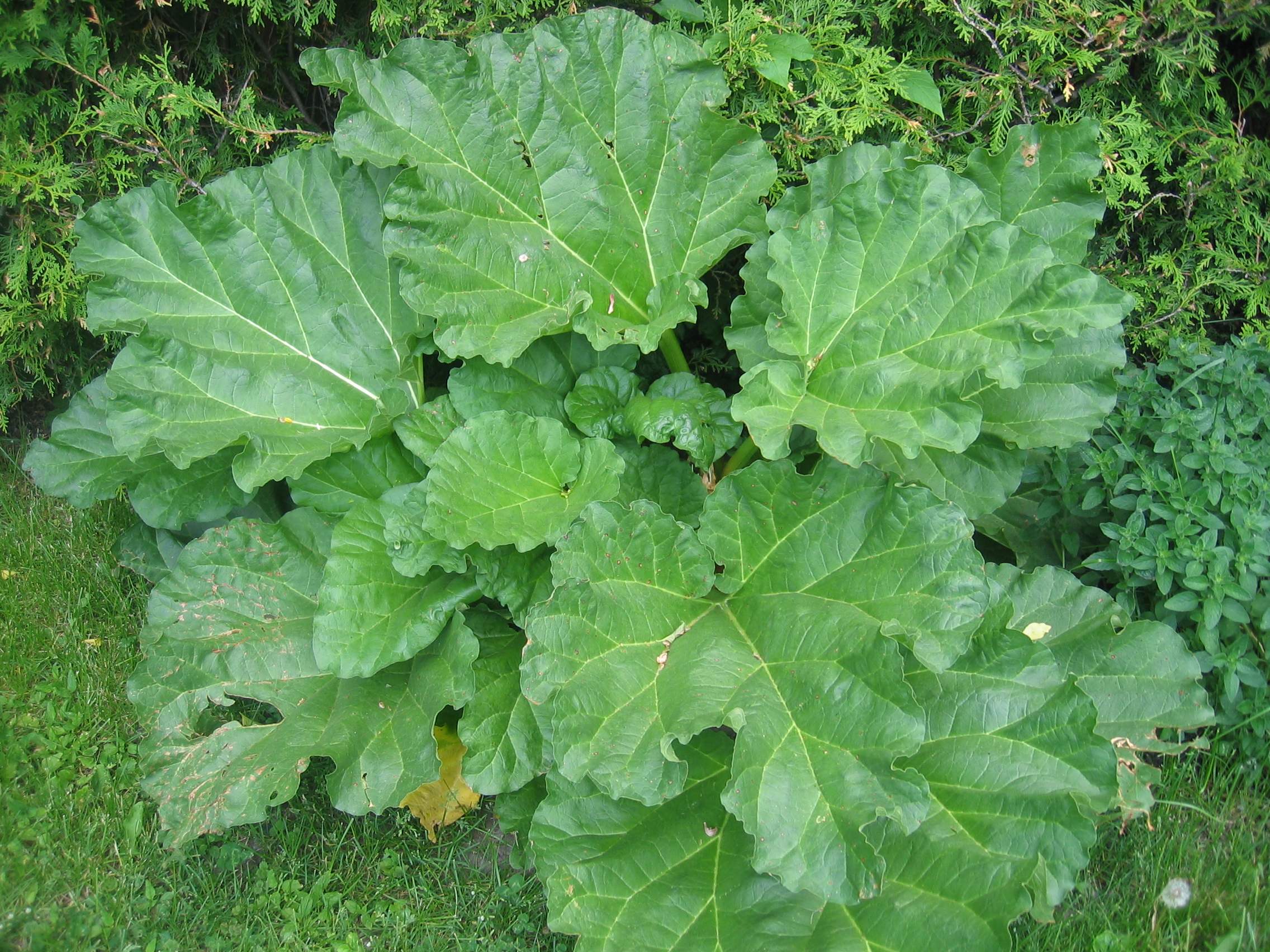 Shropshire Master Composters News: Composting Rhubarb leaves