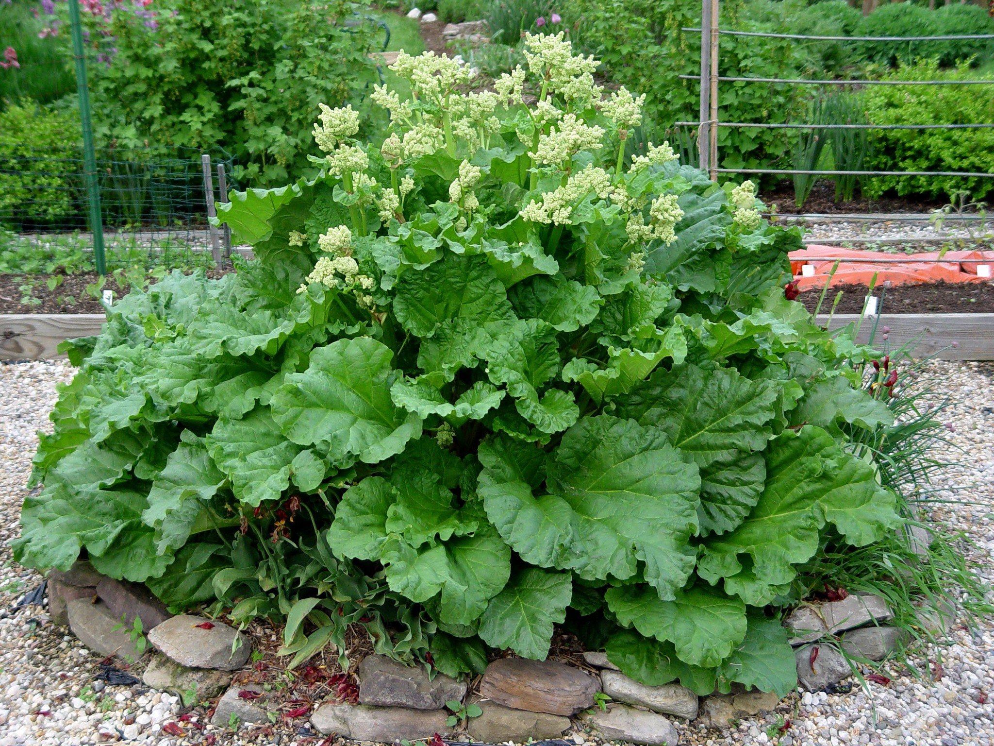 When and how to plant rhubarb | PennLive.com