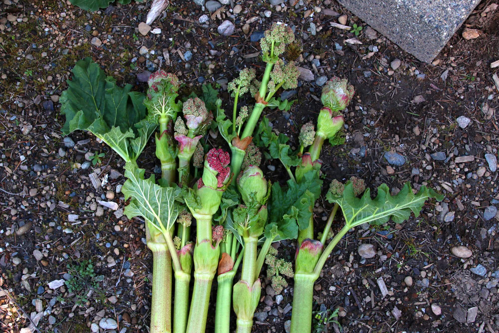 Rhubarb Flowers: What To Do When Rhubarb Bolts and Goes To Seed ...