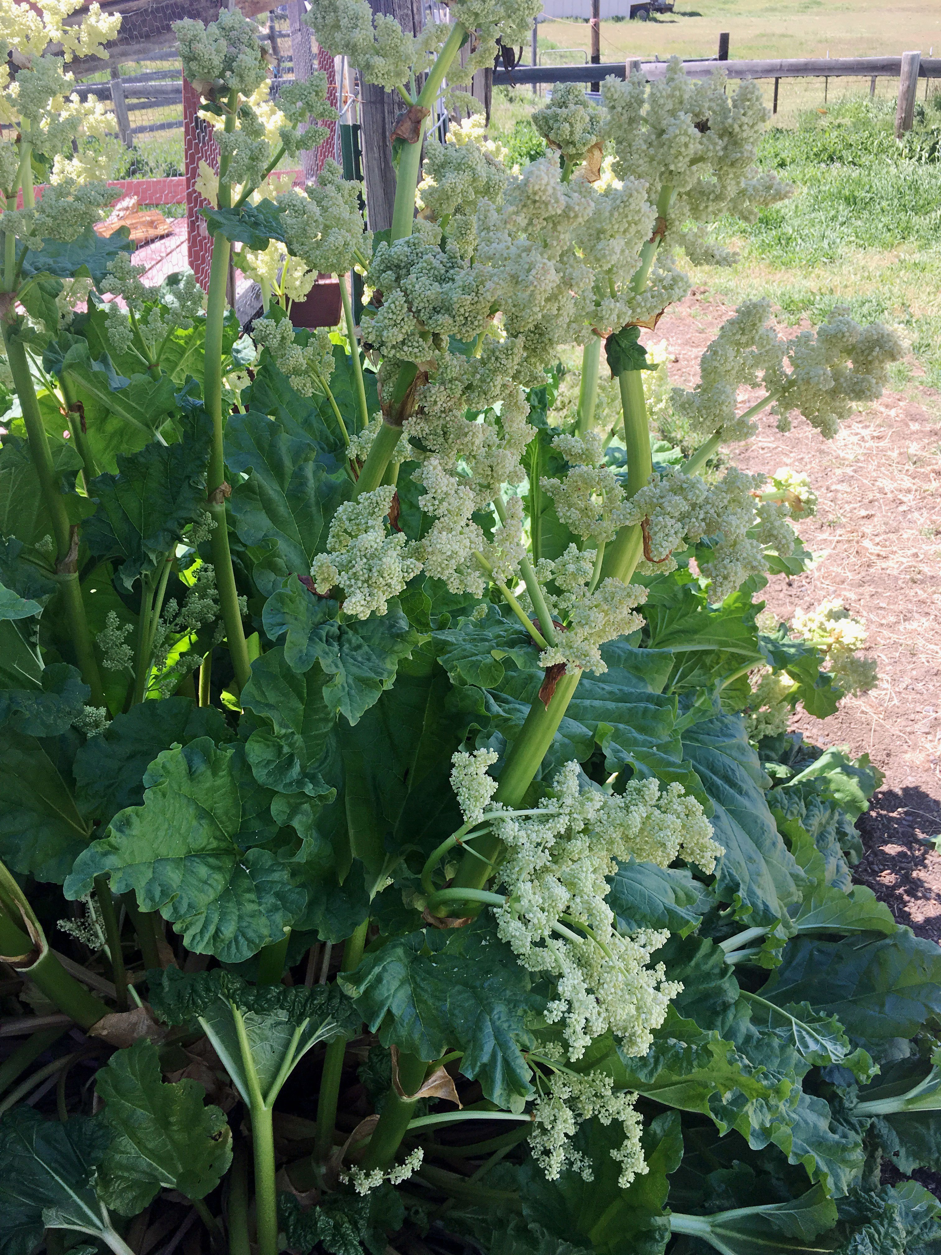Information On Growing Rhubarb And Care Of Rhubarb Plants