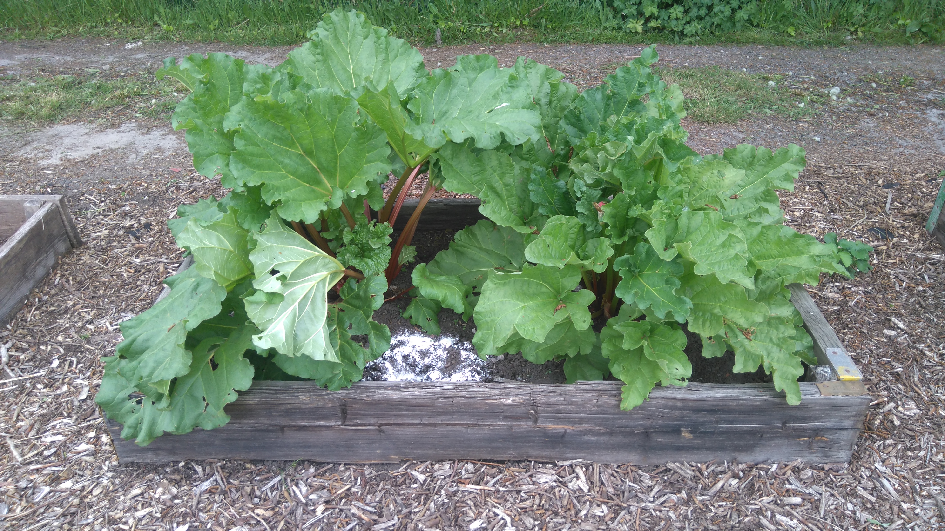 Growing and Caring For Rhubarb