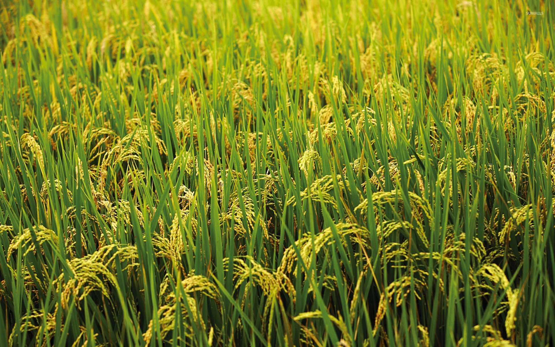 Green rice field wallpaper - Photography wallpapers - #54517