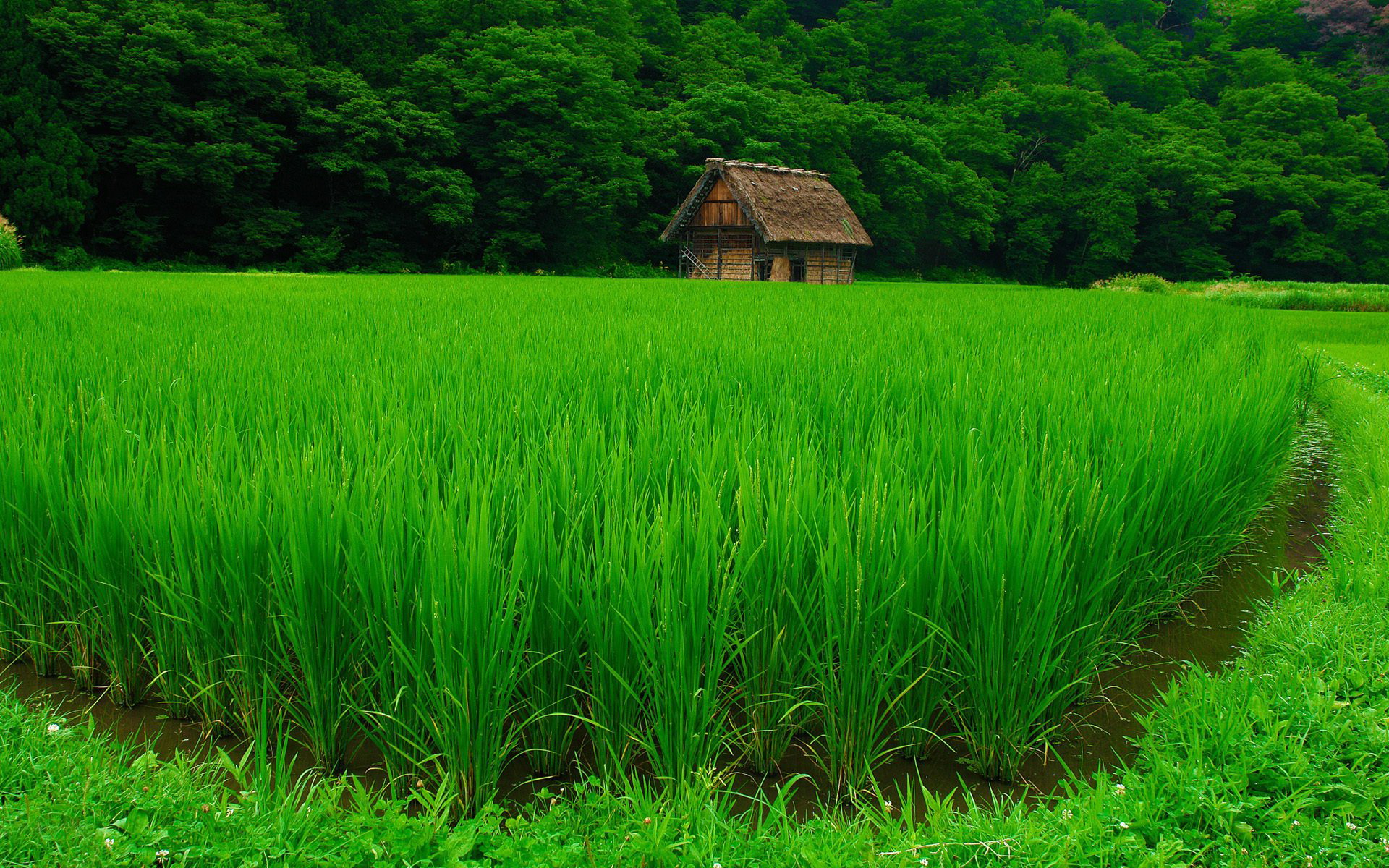 The rice field / 1920 x 1200 / Other / Photography | MIRIADNA.COM