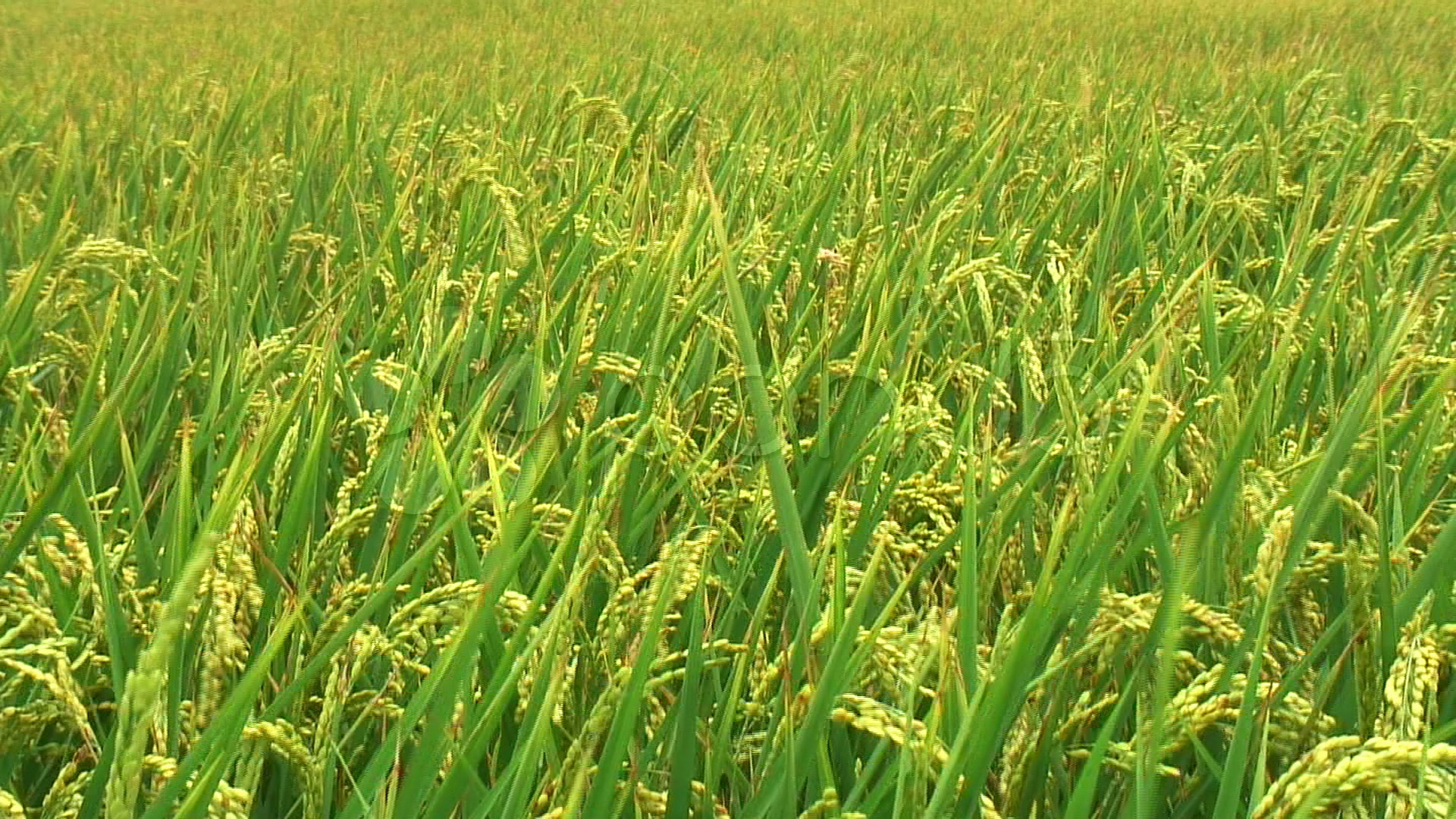 Stock Video: Rice field before harvest ~ #436959 | Pond5