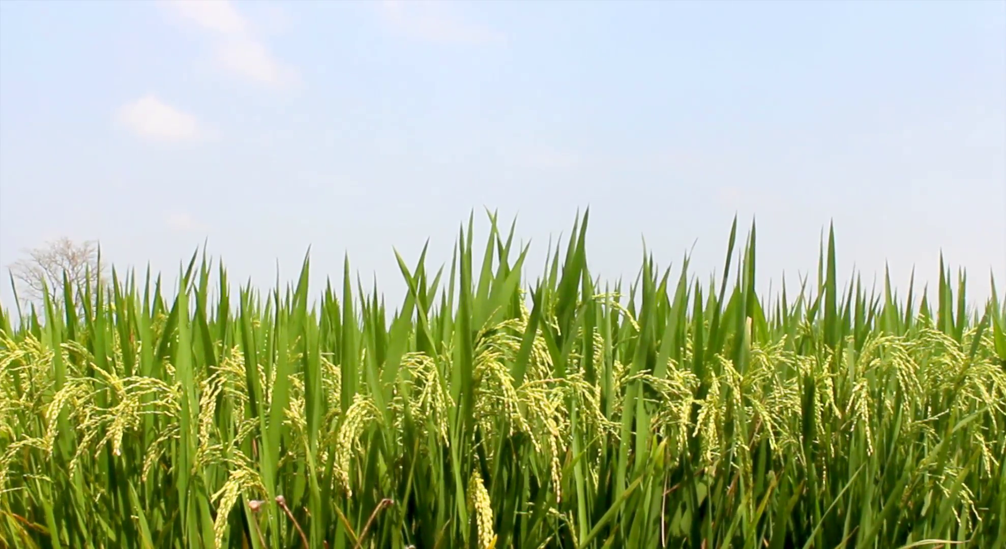 the rice field ,rice field Stock Video Footage - Videoblocks