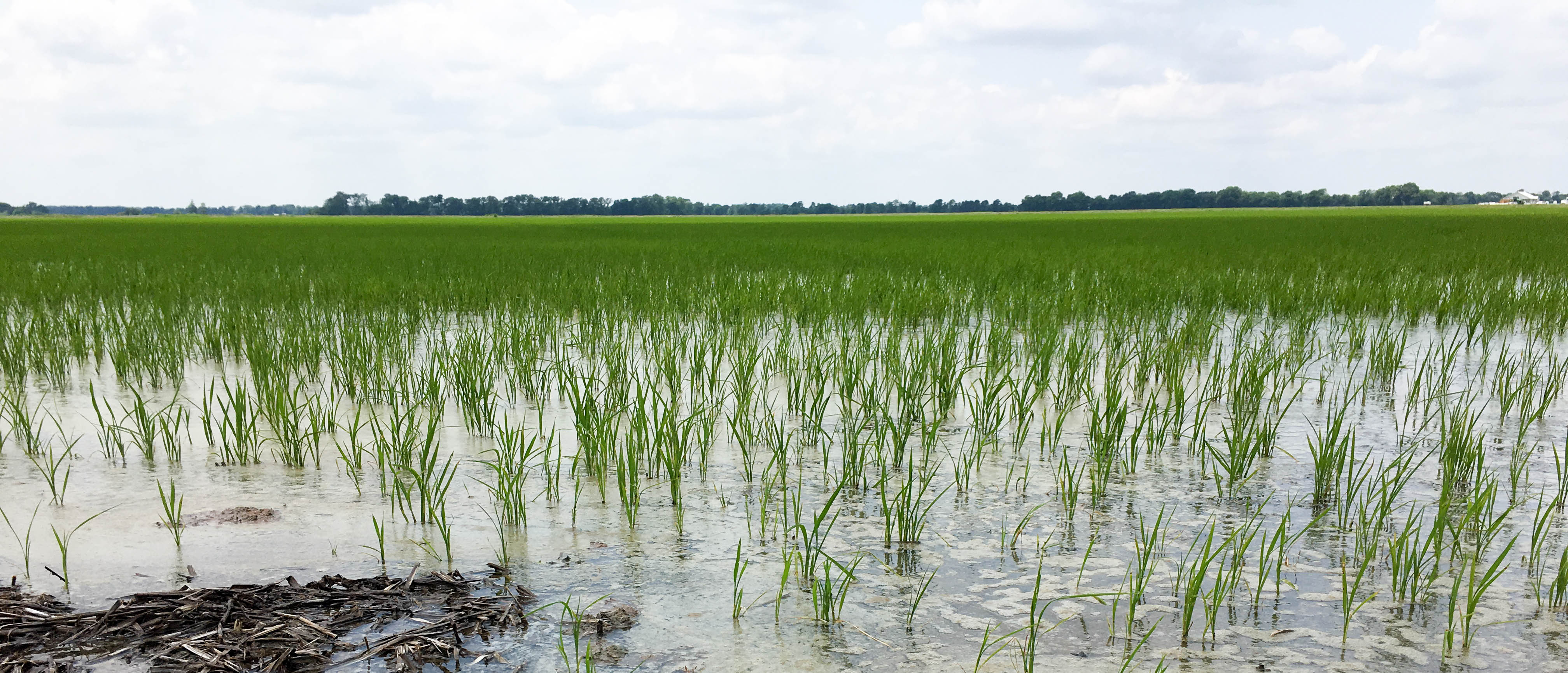 From Riceland Farms: Flooding Rice Fields | Riceland Foods