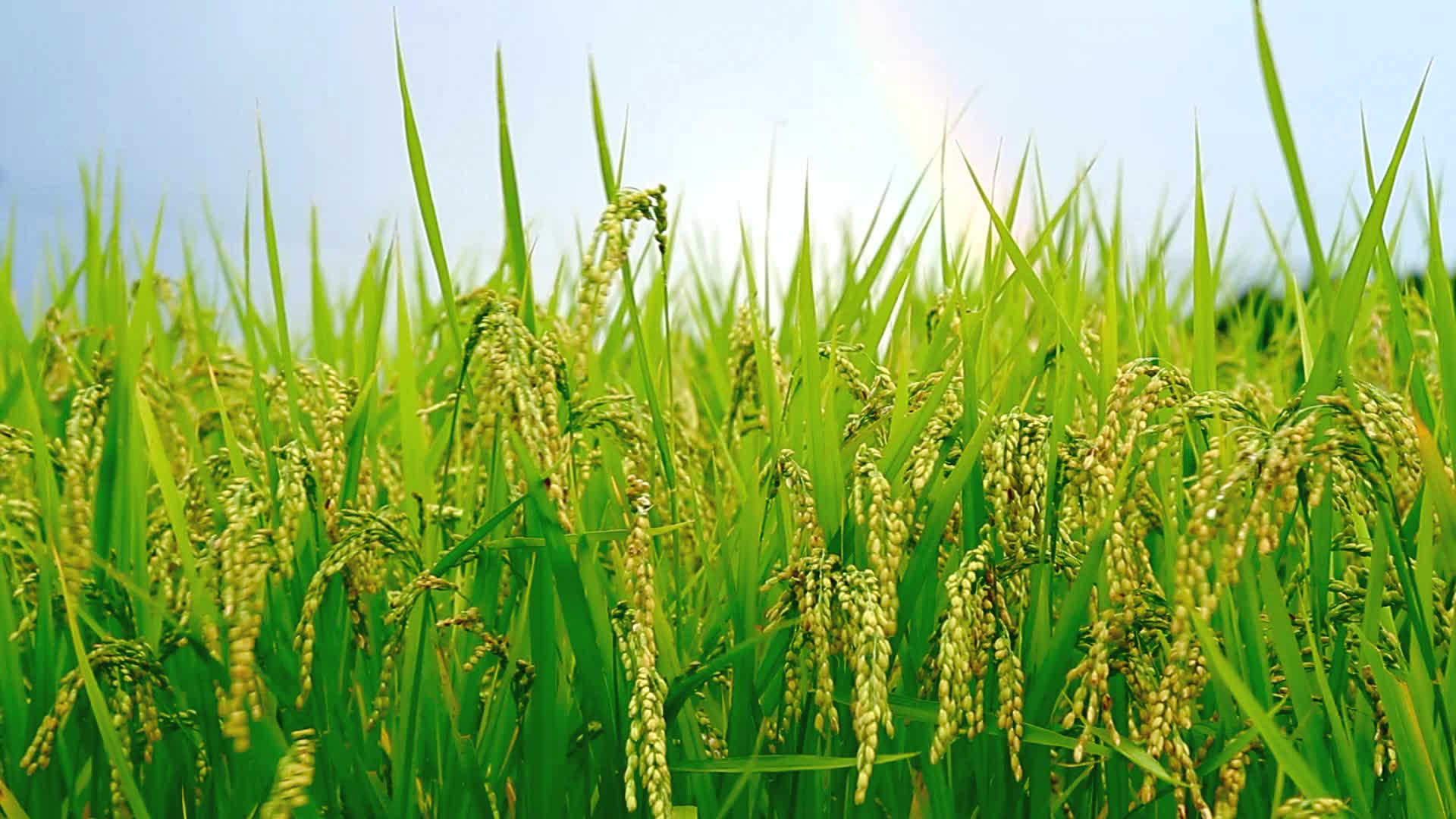Video: Rice field with a rainbow in the background. ~ #11898394