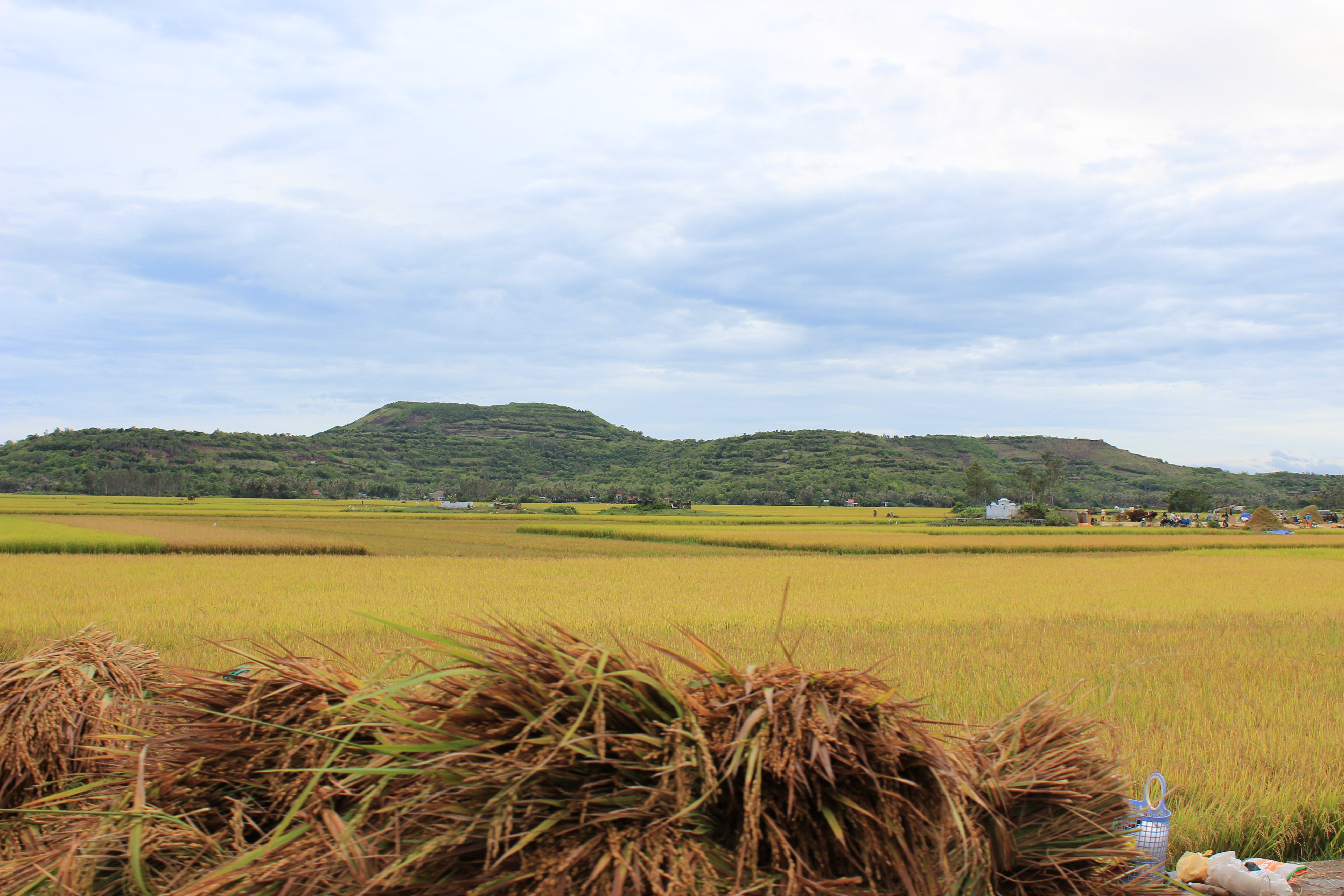 Rice field photo