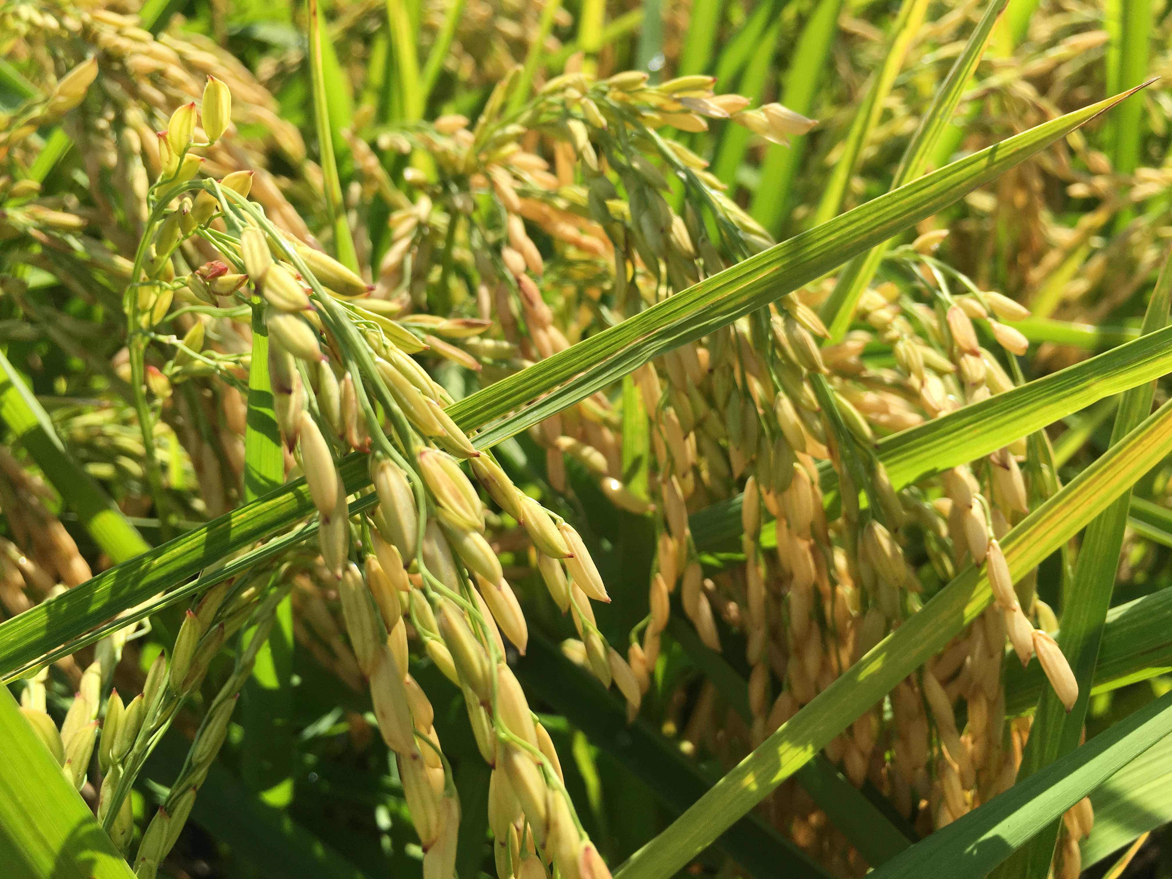 From Riceland Farms: Grain Ripening and Maturation | Riceland Foods