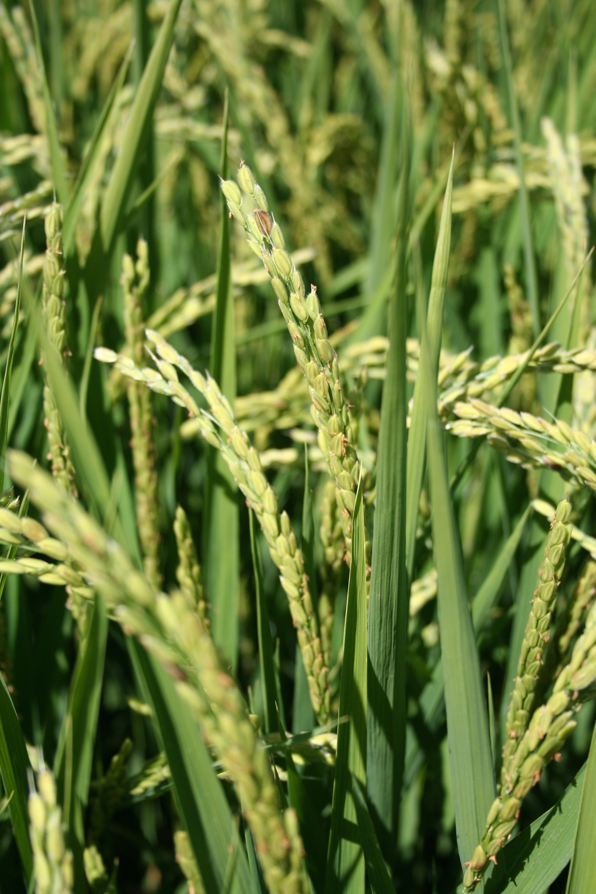 Rice Yield Components - UC Rice Blog - ANR Blogs