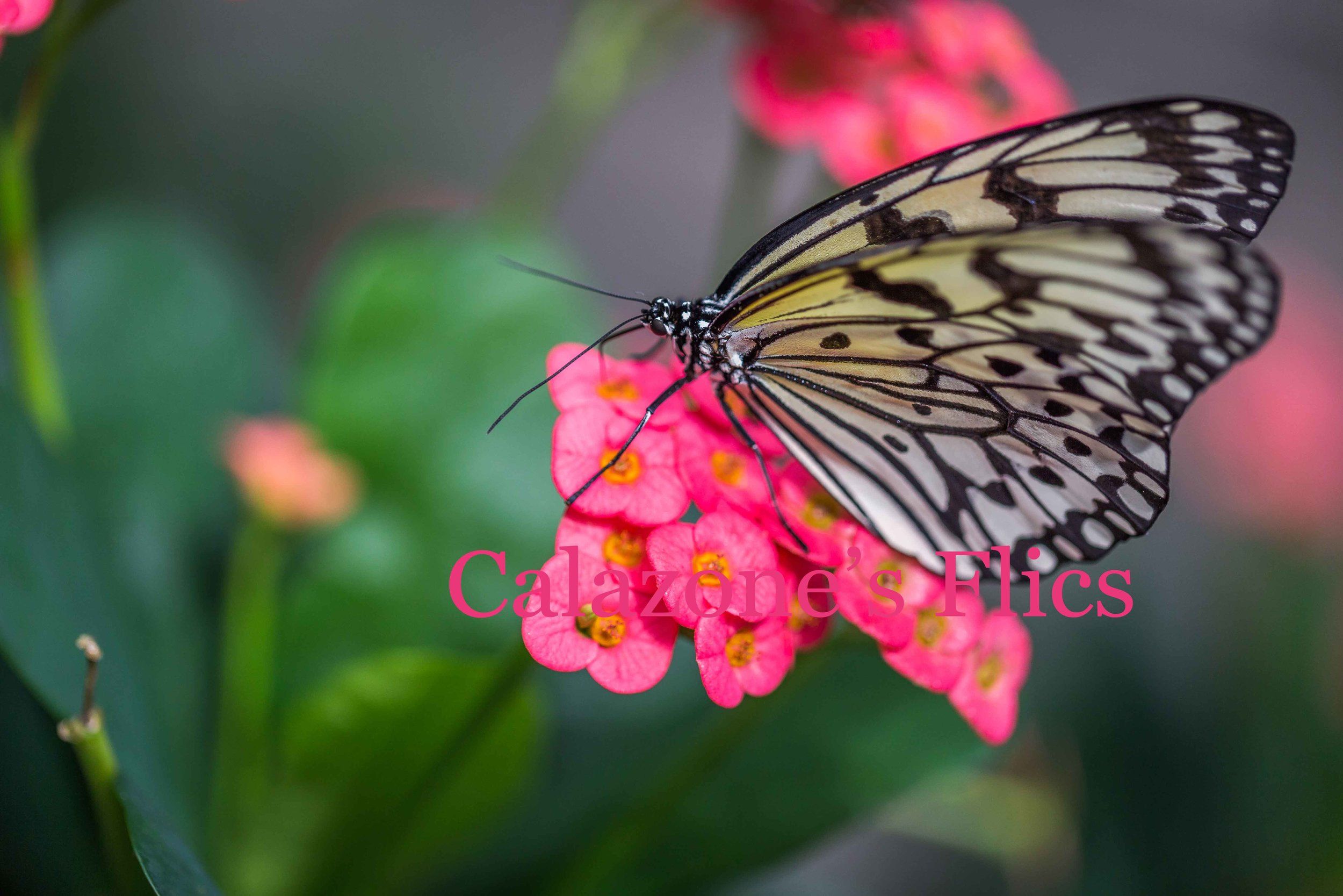 Rice Paper Butterfly | Nature and Landscapes | Pinterest | Rice ...
