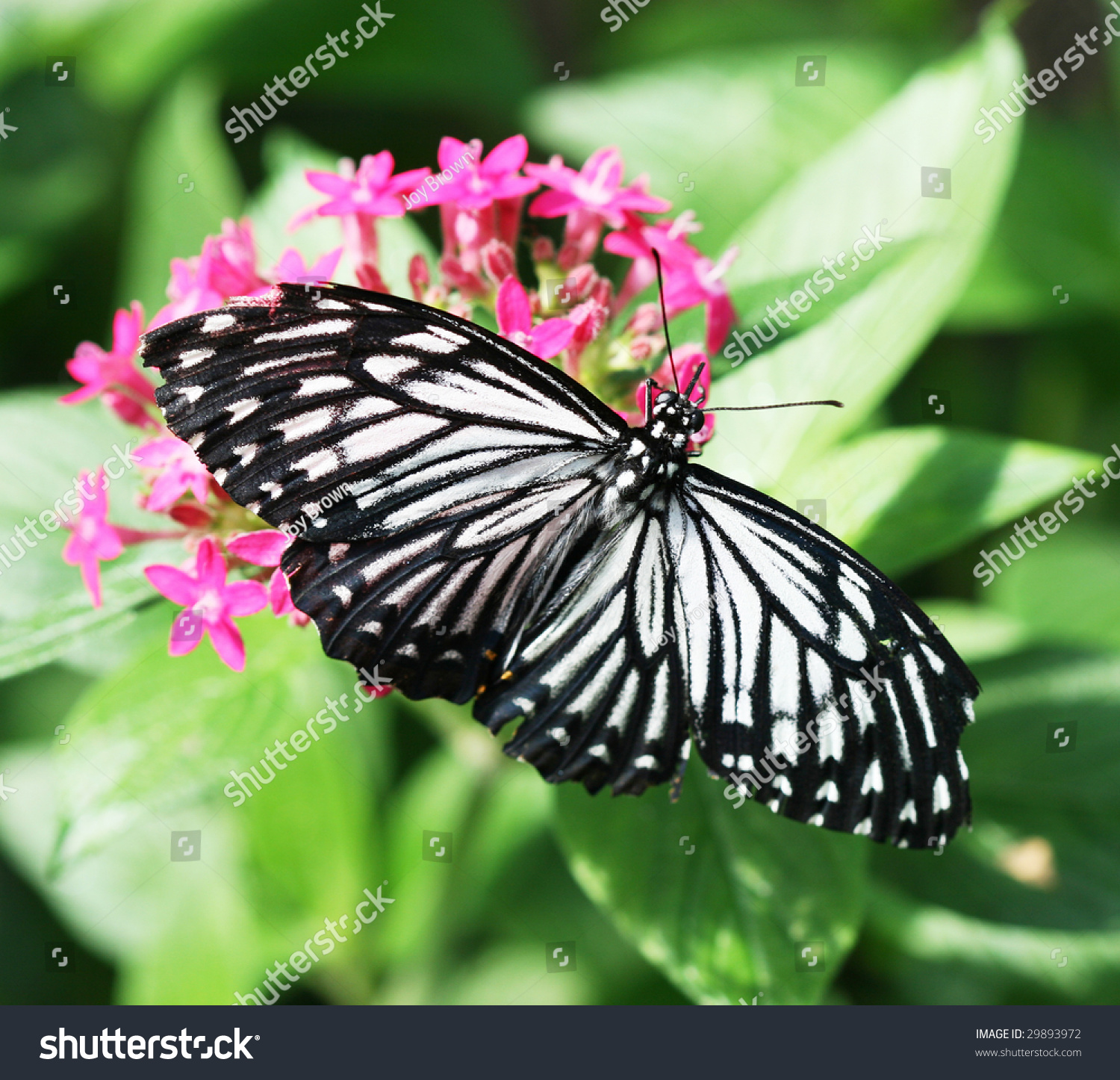 Beautiful Rice Paper Butterfly Stock Photo 29893972 - Shutterstock