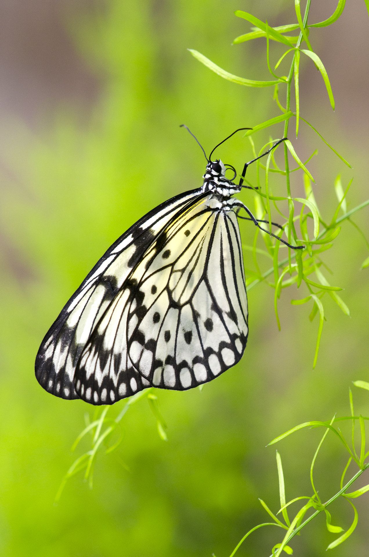 Rice Paper Butterfly - | Birds, Butterflies, and Blooms | Pinterest ...