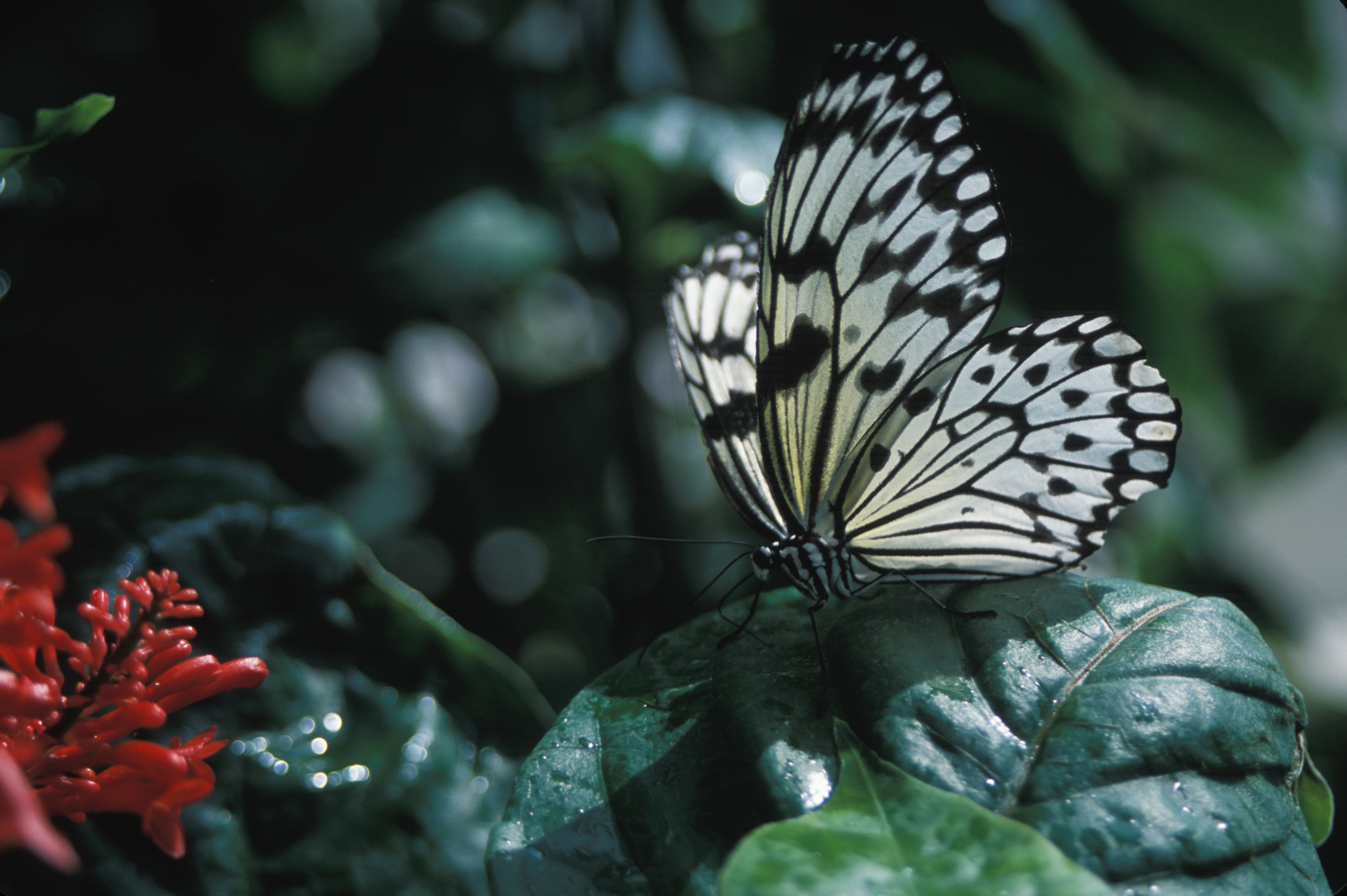 Rice paper butterfly photo