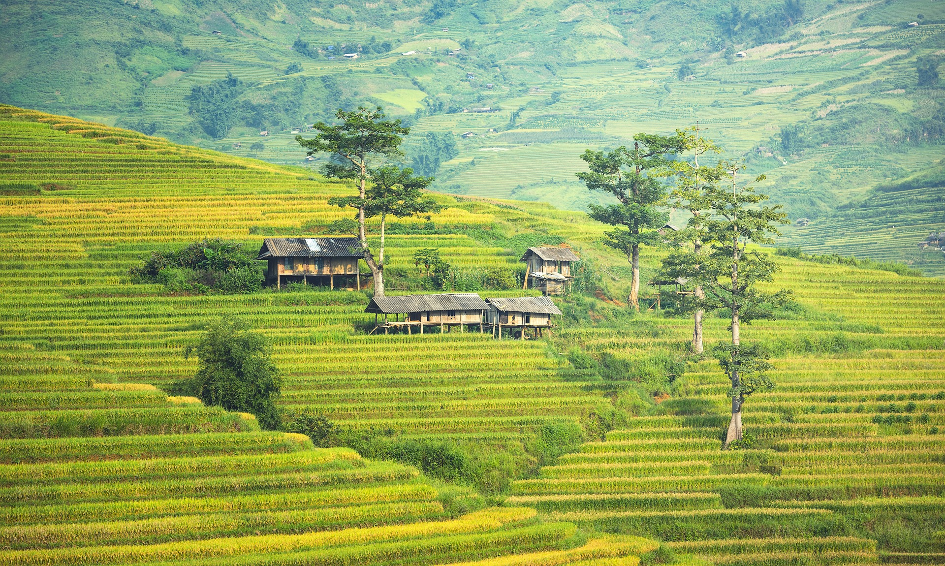 Rice plantation in asia photo