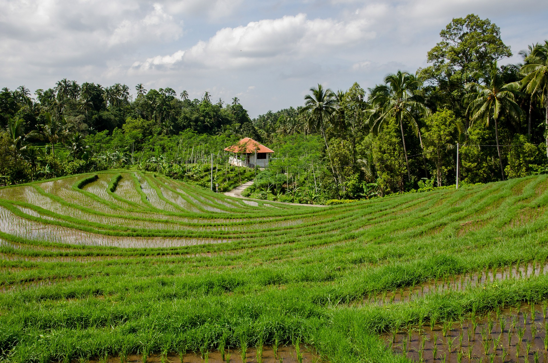 Rice terraces photo