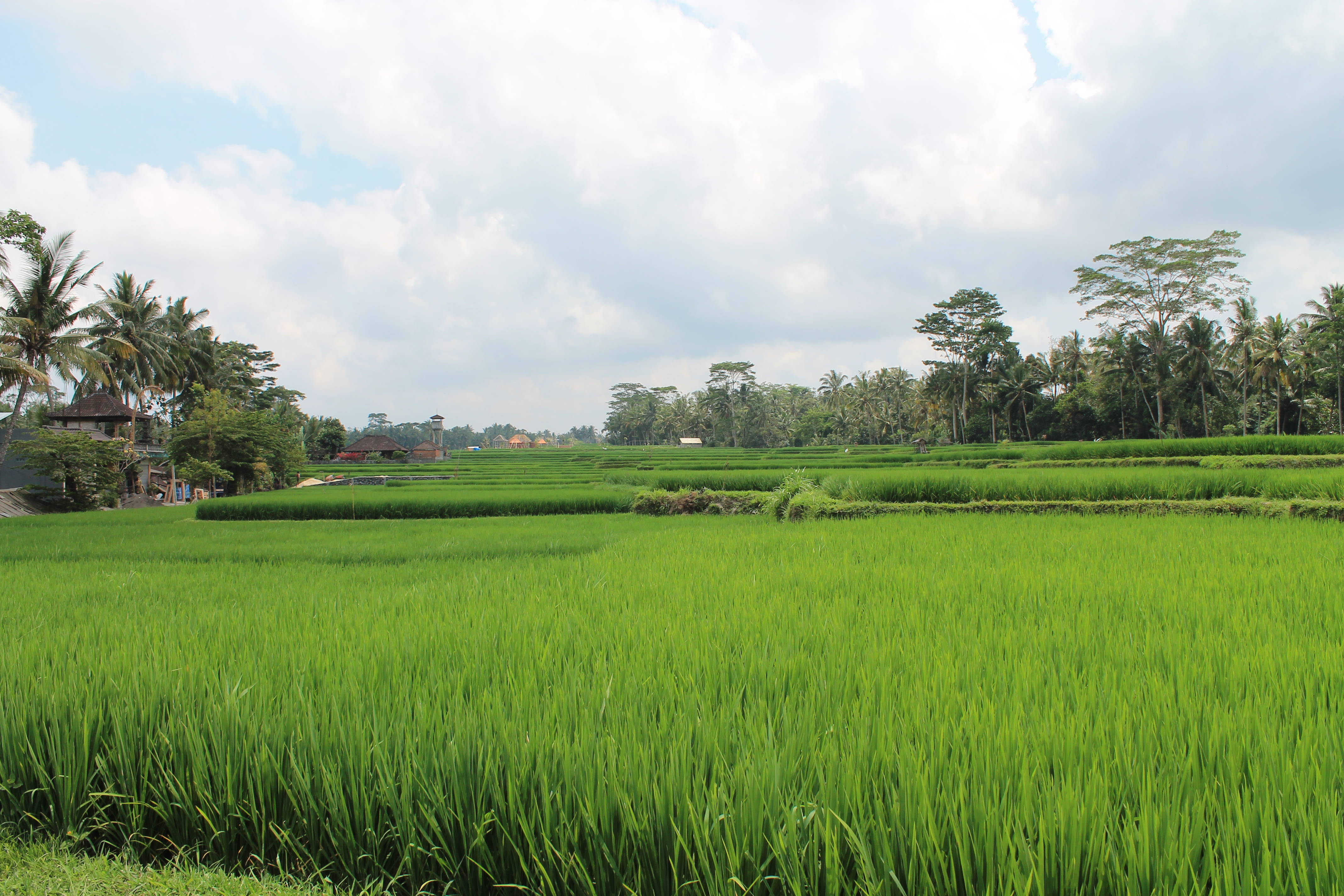 Temples and rice fields | nomadstretch