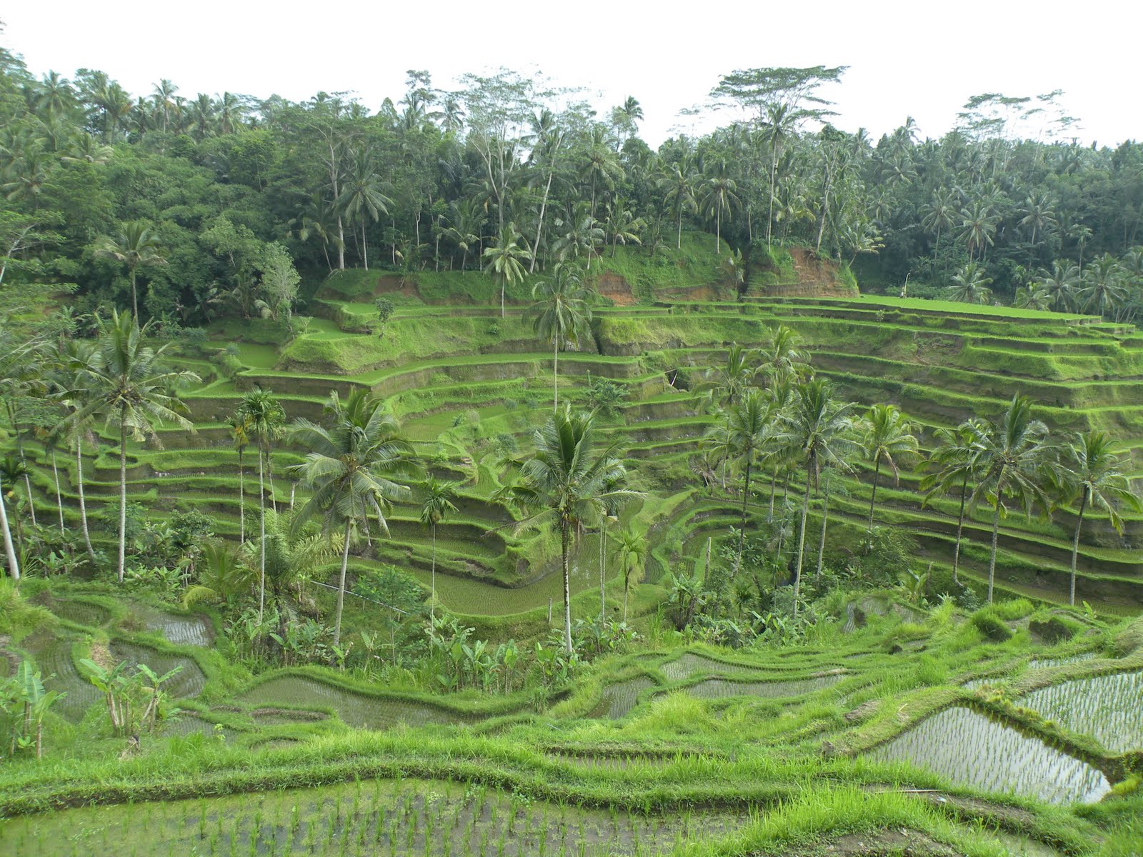 Buddha Bellies: Cultural Bali: Terraced Rice Fields and Temples