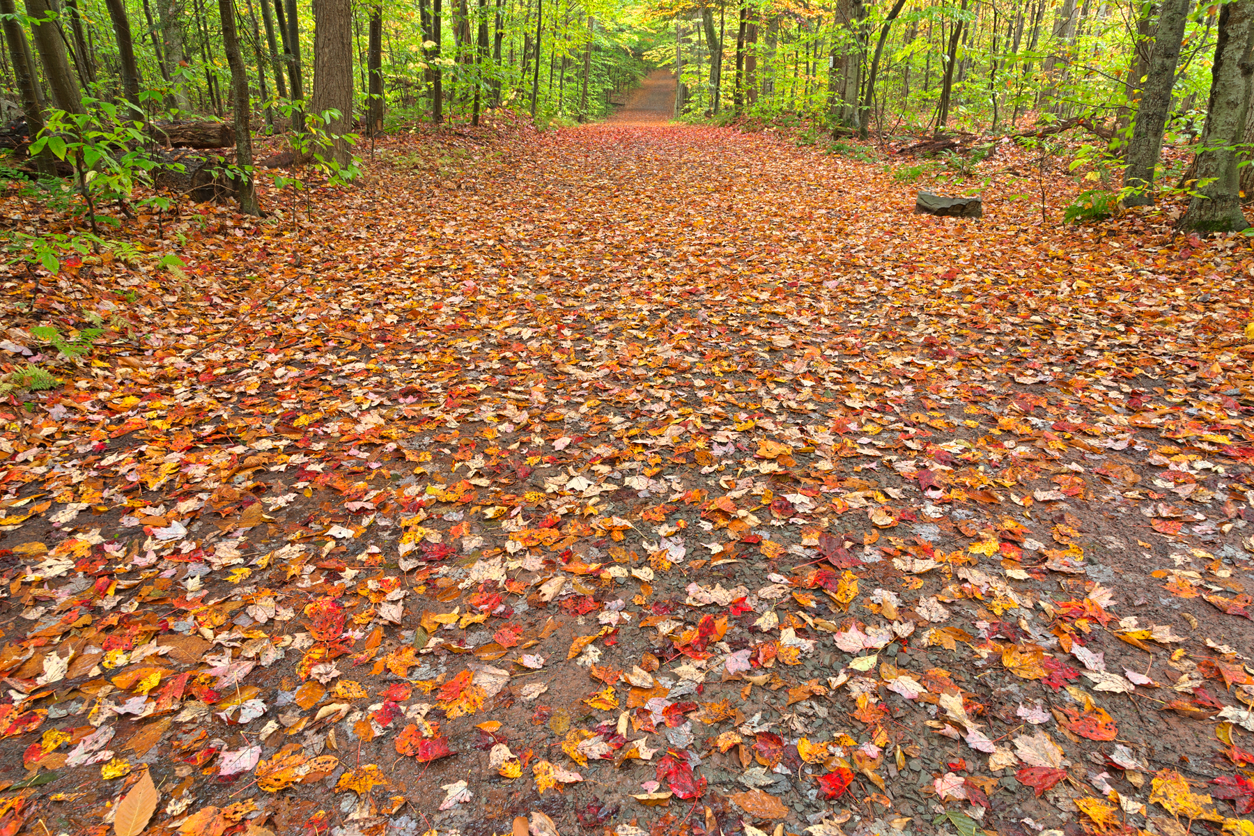 Ricketts glen fall trail - hdr photo