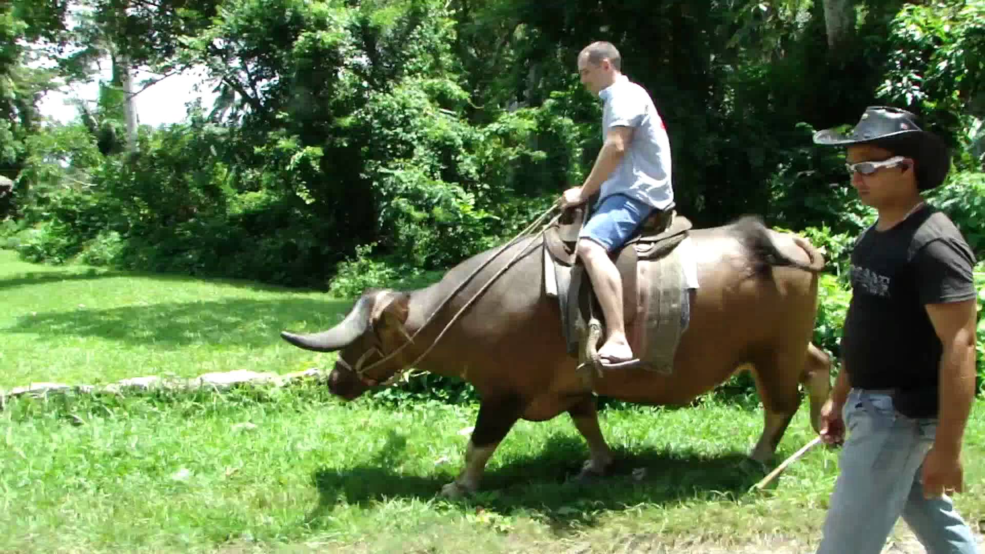 Riding a buffalo in Vinales, Cuba - YouTube