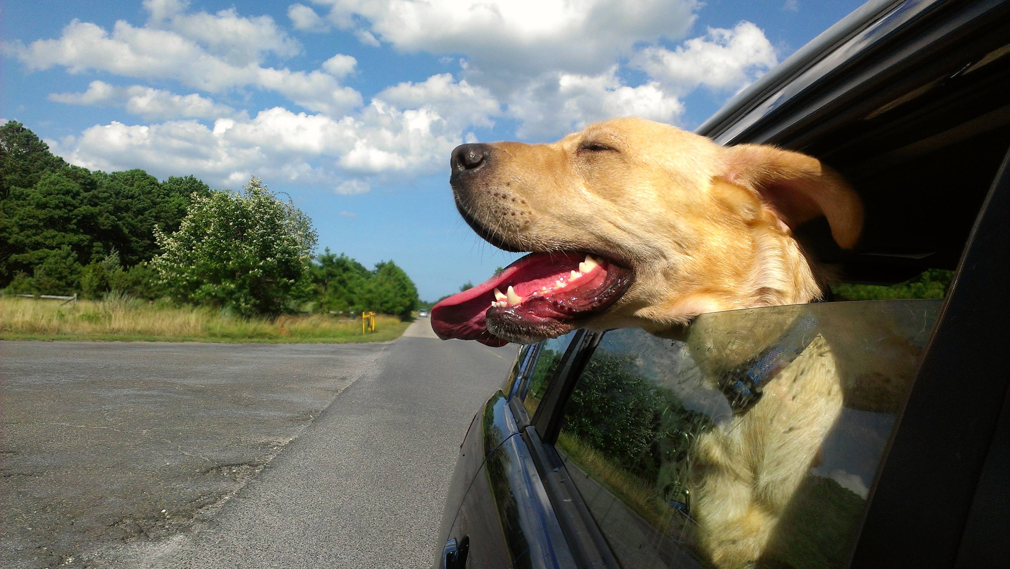 Riding with Dogs in Cars | Happy Hound Blog · Happy Hound