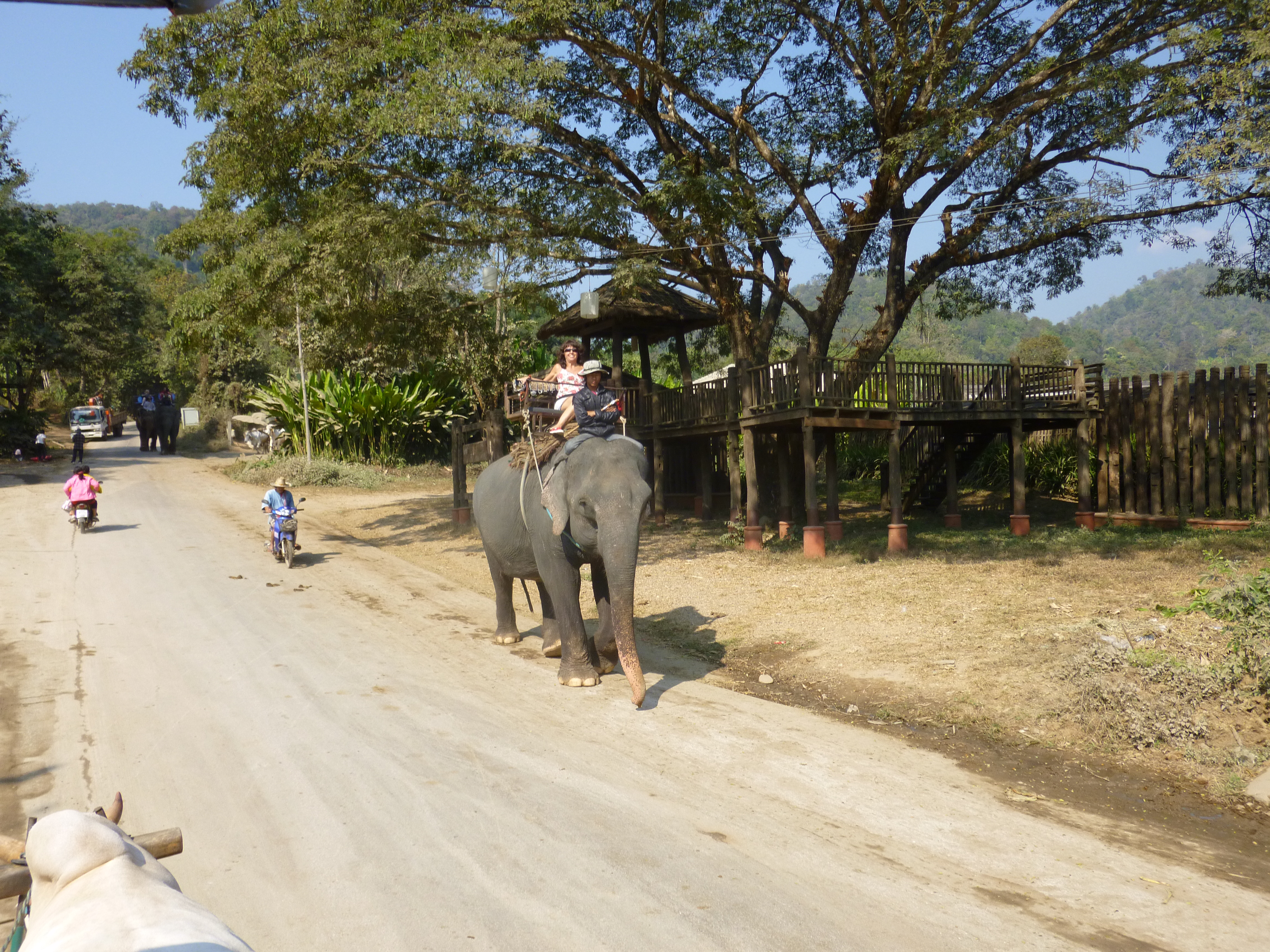 Riding the Elephant, Activity, Animal, Elephant, Human, HQ Photo