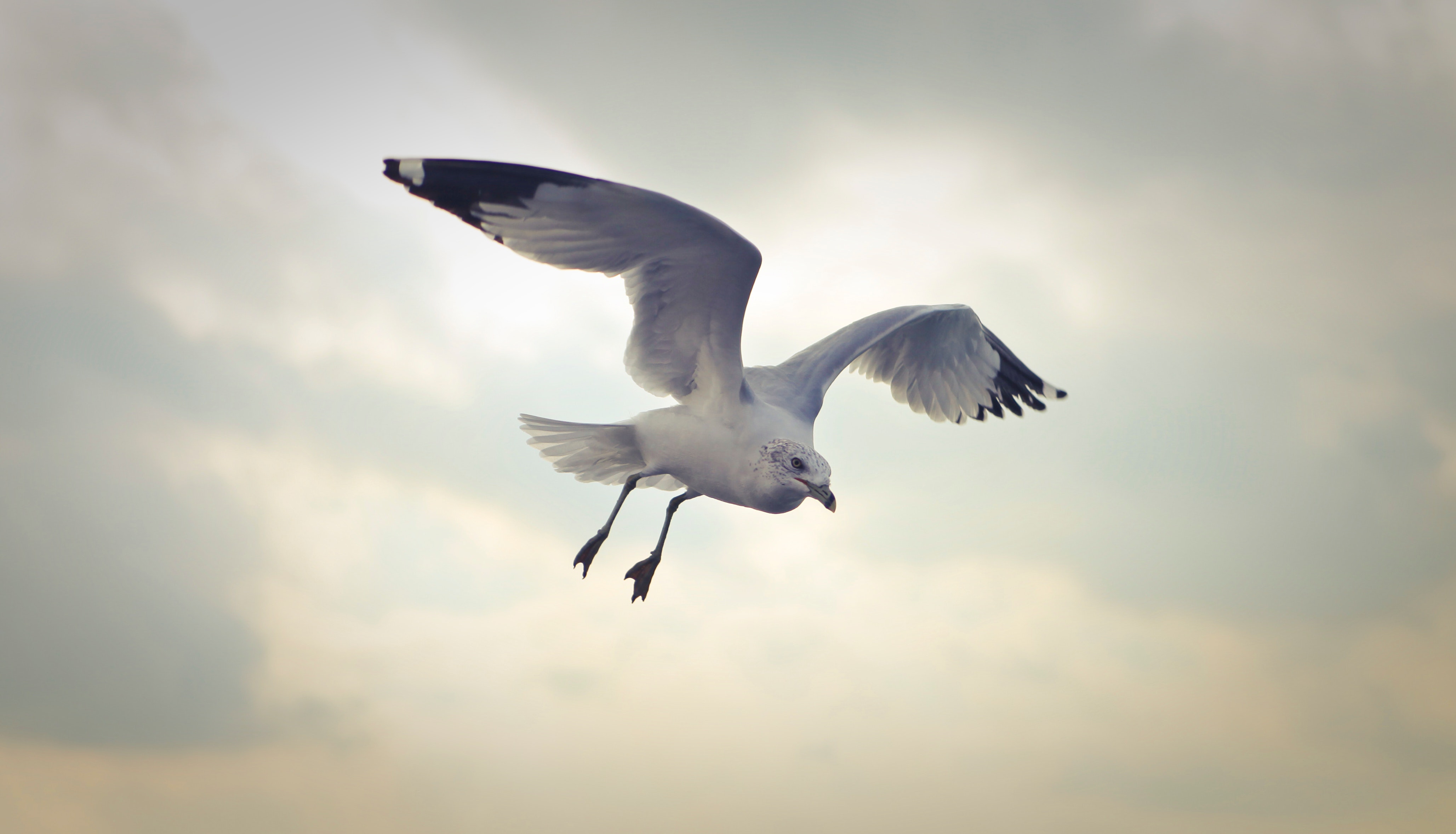 Ring-billed gull flying at daytime photo