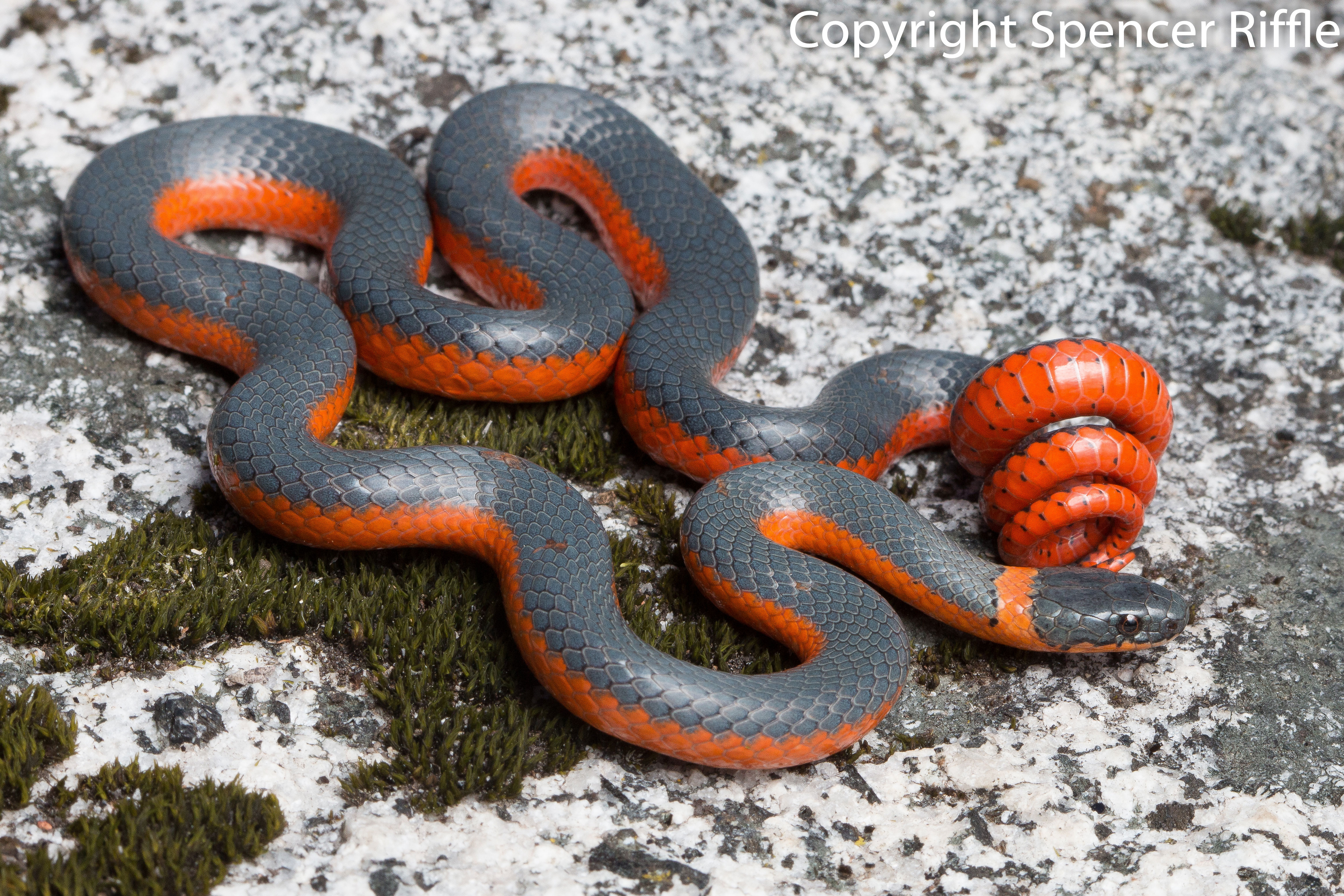 Coral-bellied Ring-necked Snake - Diadophis punctatus pulchellus