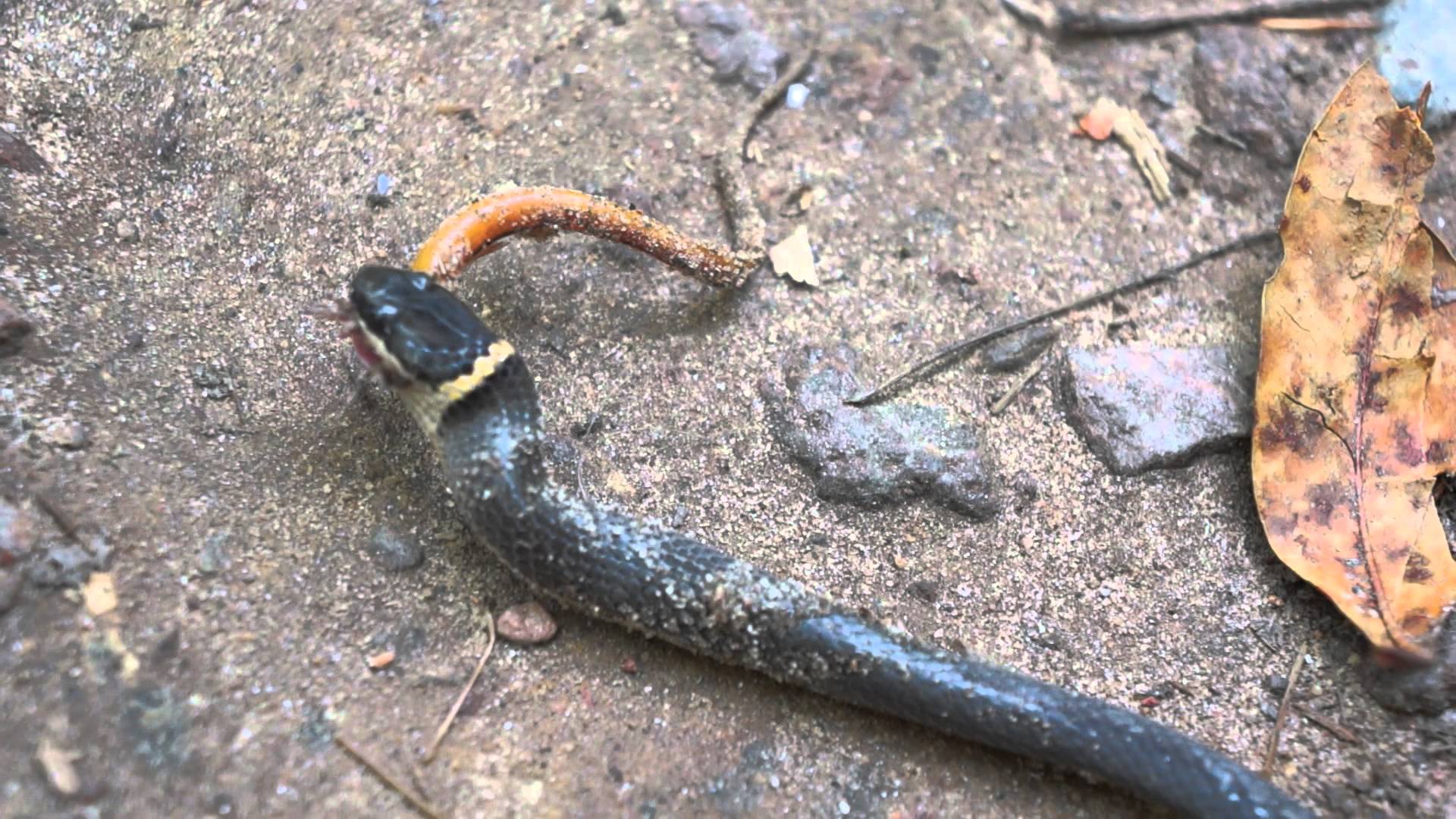 Ringneck snake eats a salamander - YouTube