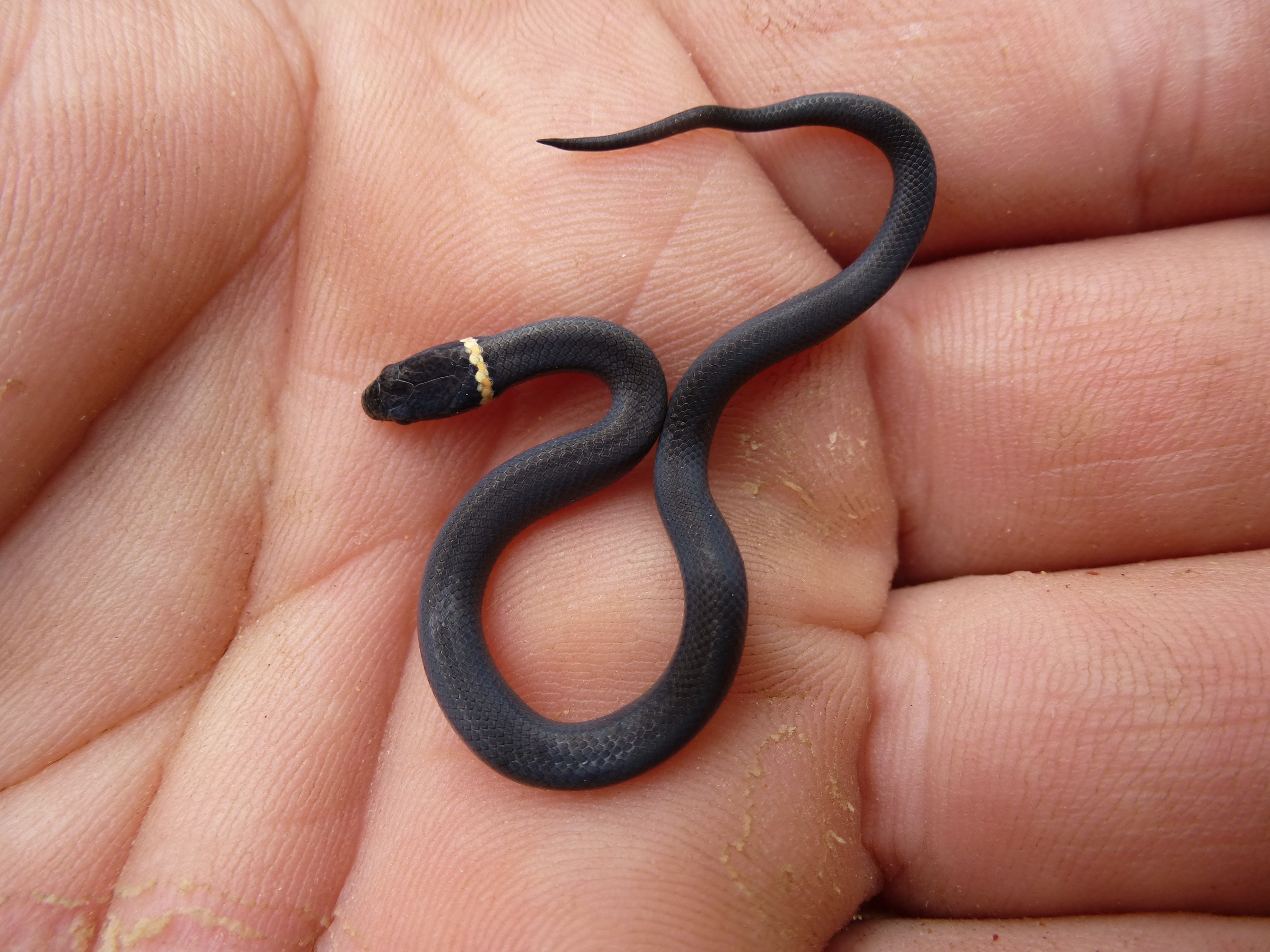 File:Ring necked snake recently hatched, Missouri Ozarks.JPG ...