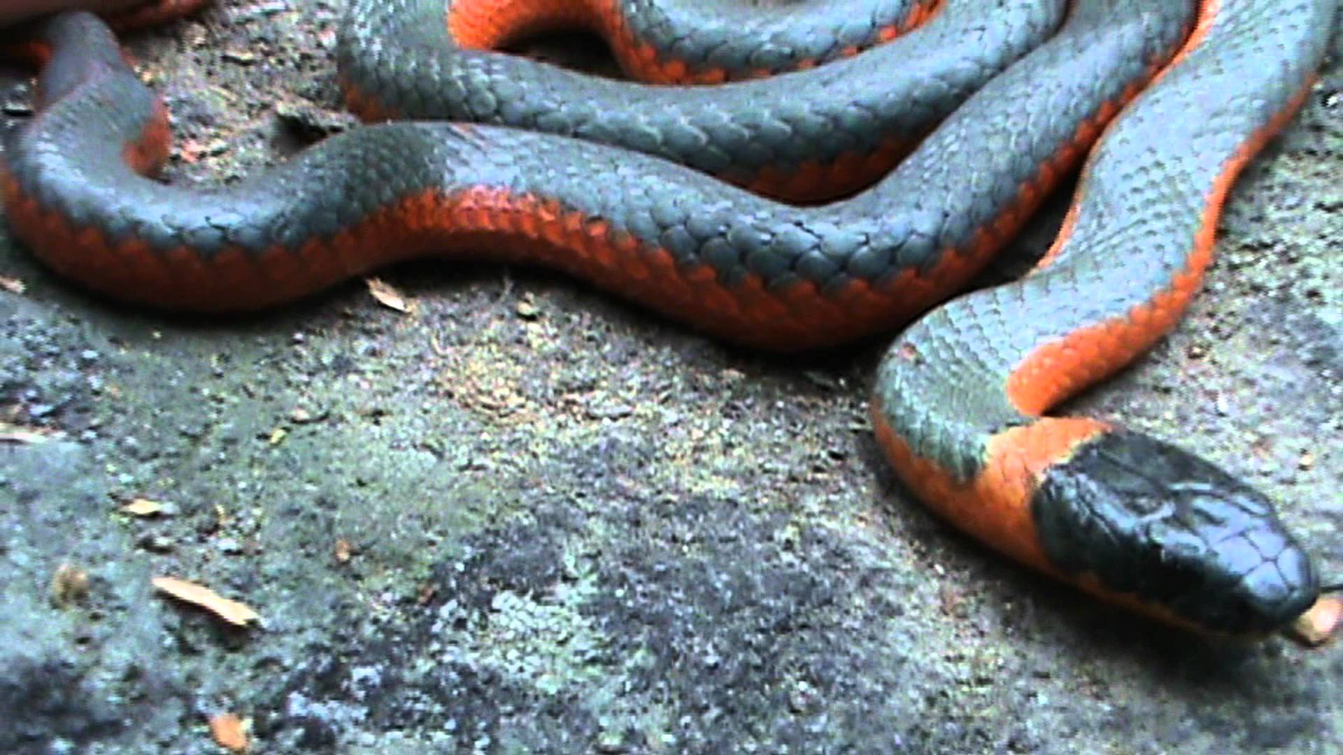 Coral-bellied Ring-necked Snake - YouTube