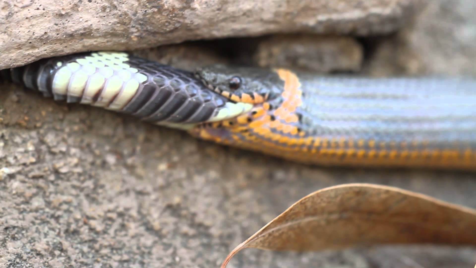 Ringneck snake devouring a King snake by Paul Landau - YouTube