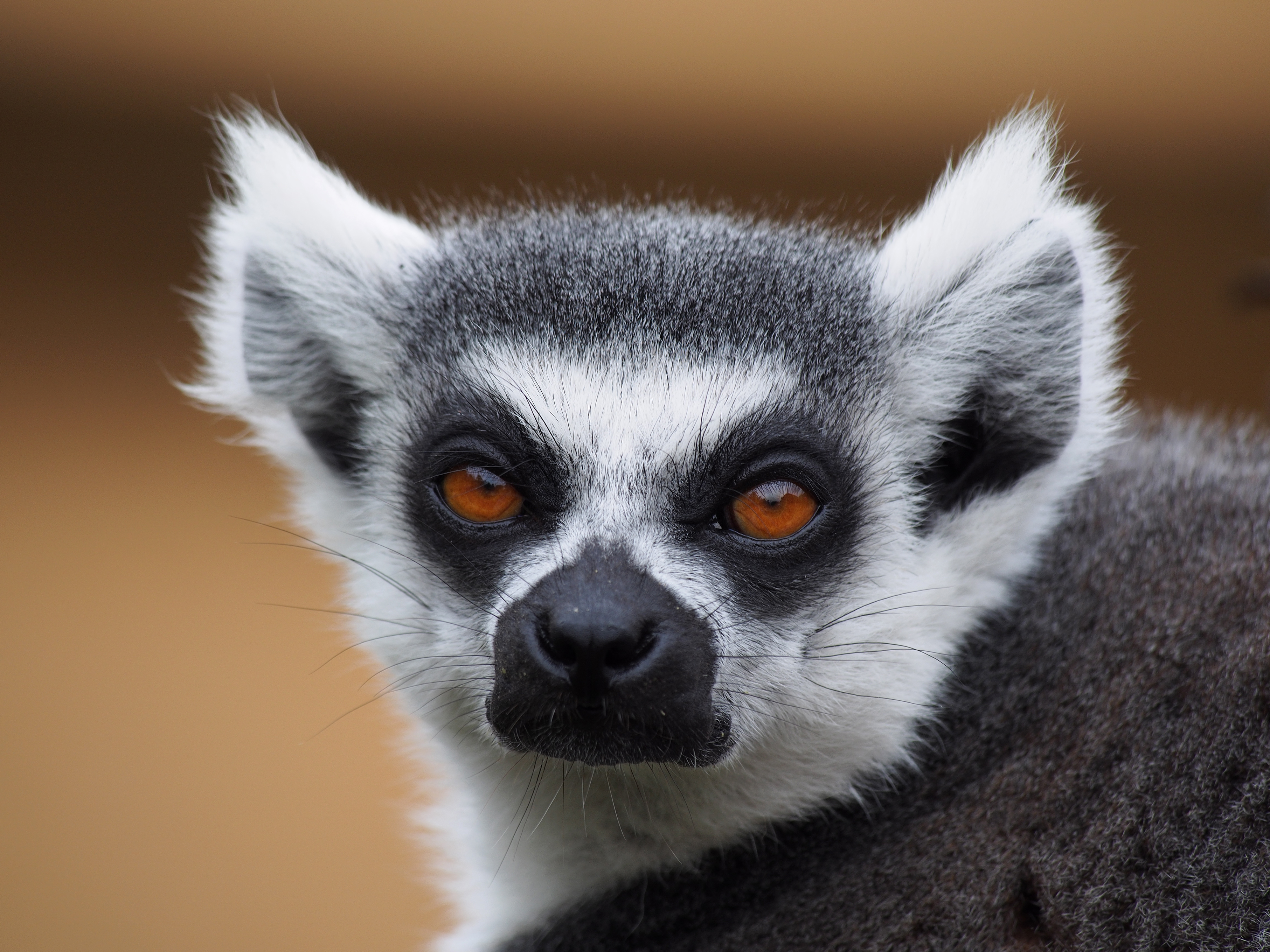File:Ring-tailed lemur portrait 2.jpg - Wikimedia Commons
