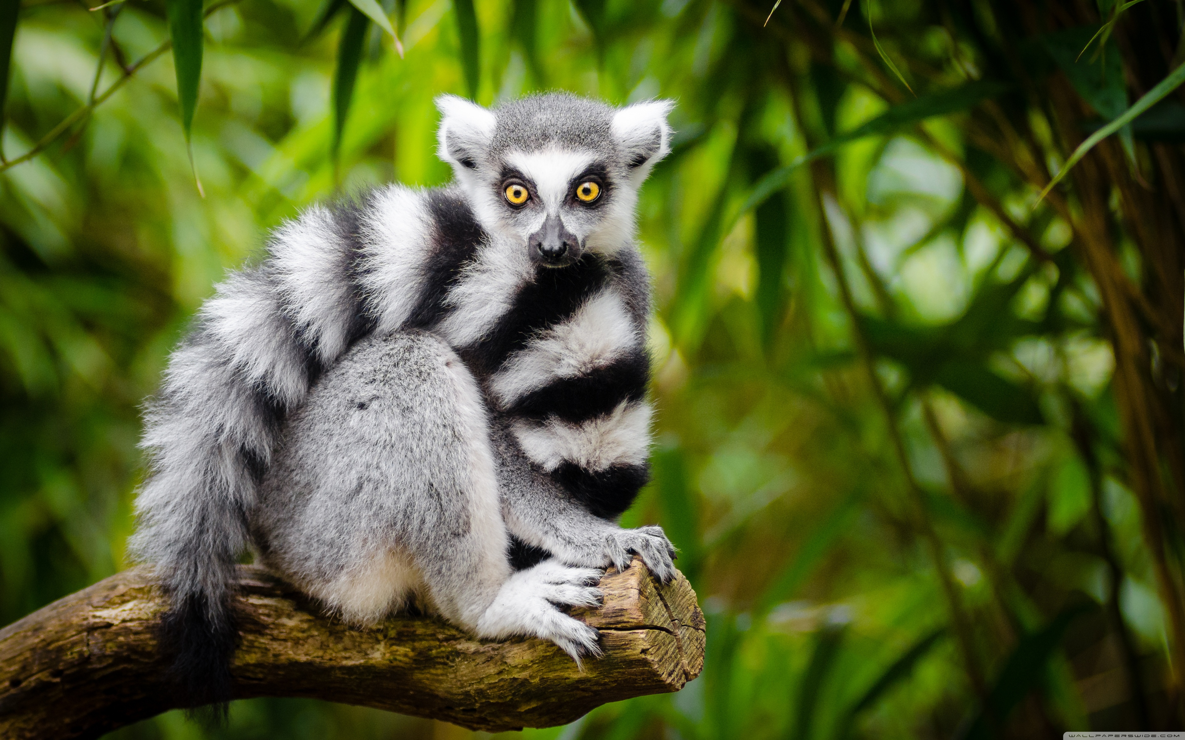 Ring Tailed Lemur ❤ 4K HD Desktop Wallpaper for 4K Ultra HD TV ...