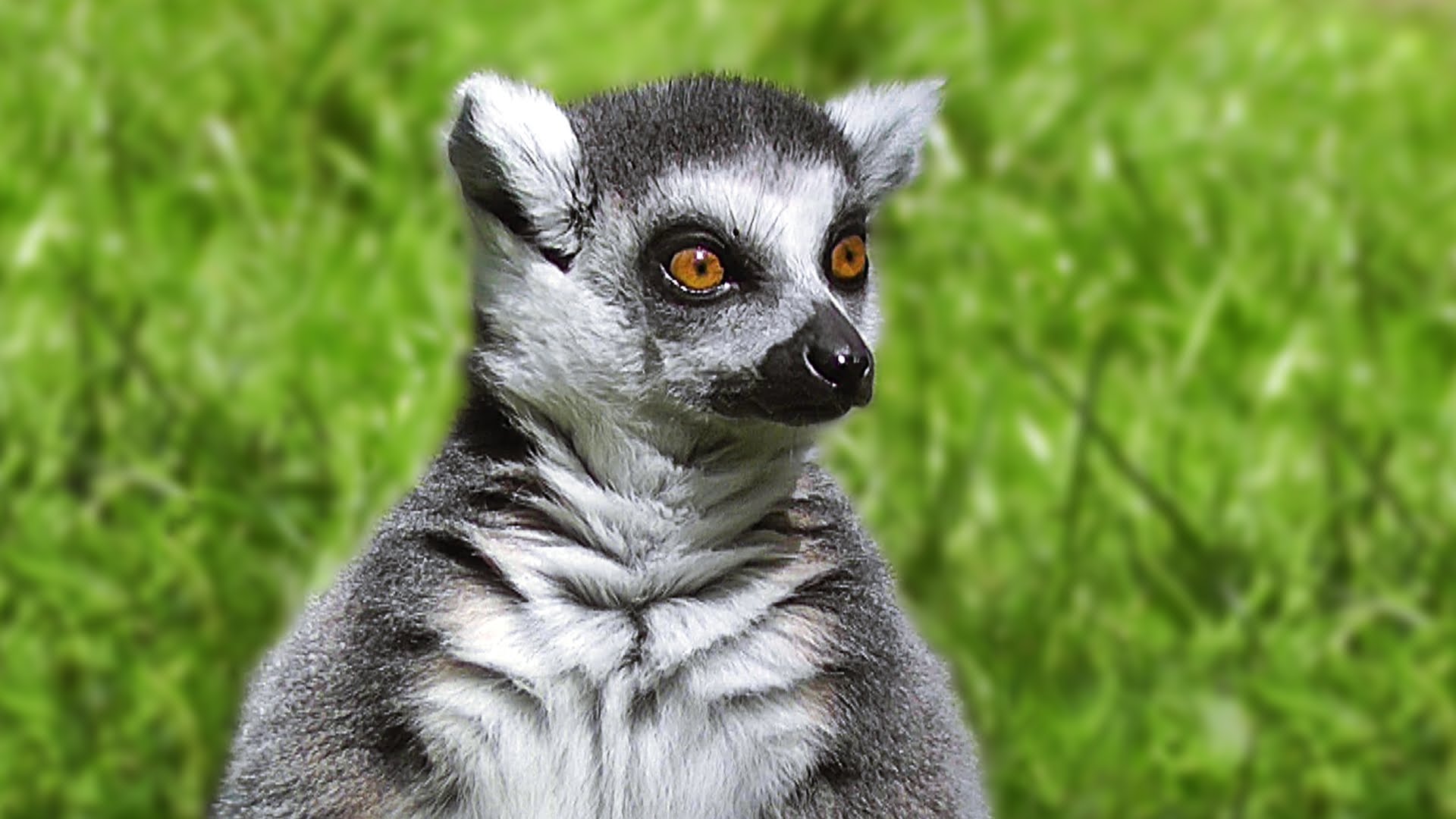 King Julian of Madagascar - Ring-Tailed Lemur - YouTube