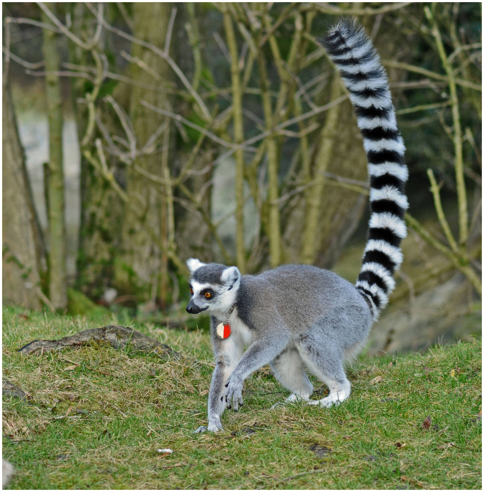 Ring-Tailed Lemur - Interesting Facts For Kids, Pictures, Behavior ...